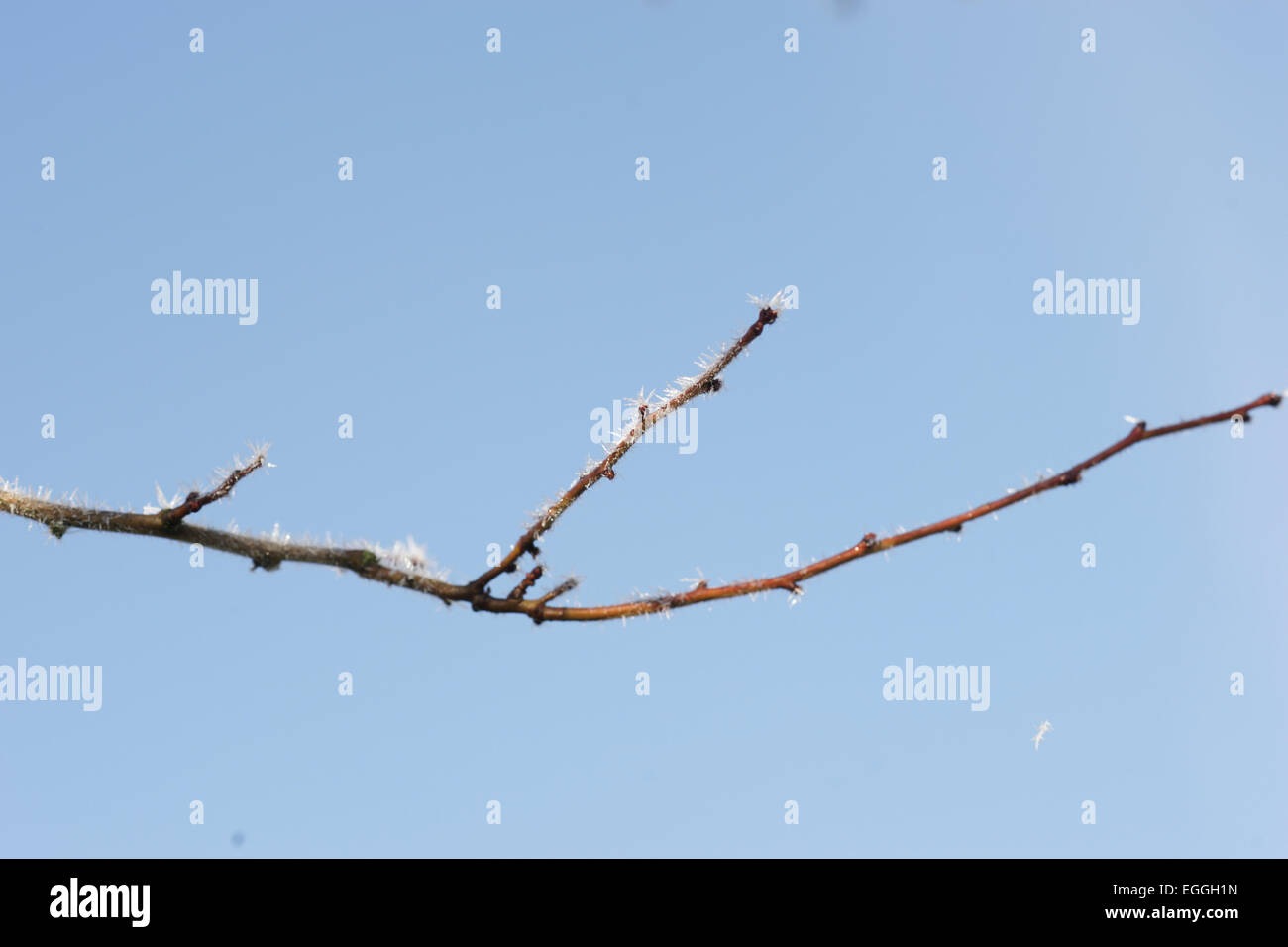 Frostigen Zweig auf blauem Grund Stockfoto