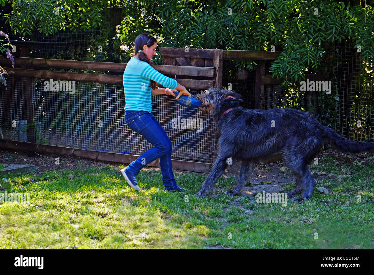 Junge Mädchen spielen mit ihren Irish Wolfhound in ihrem Garten in Irland. Stockfoto