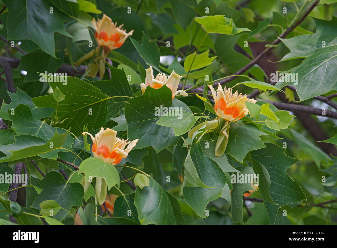 Tulpenbaum (Liriodendron Tulipifera). Stockfoto