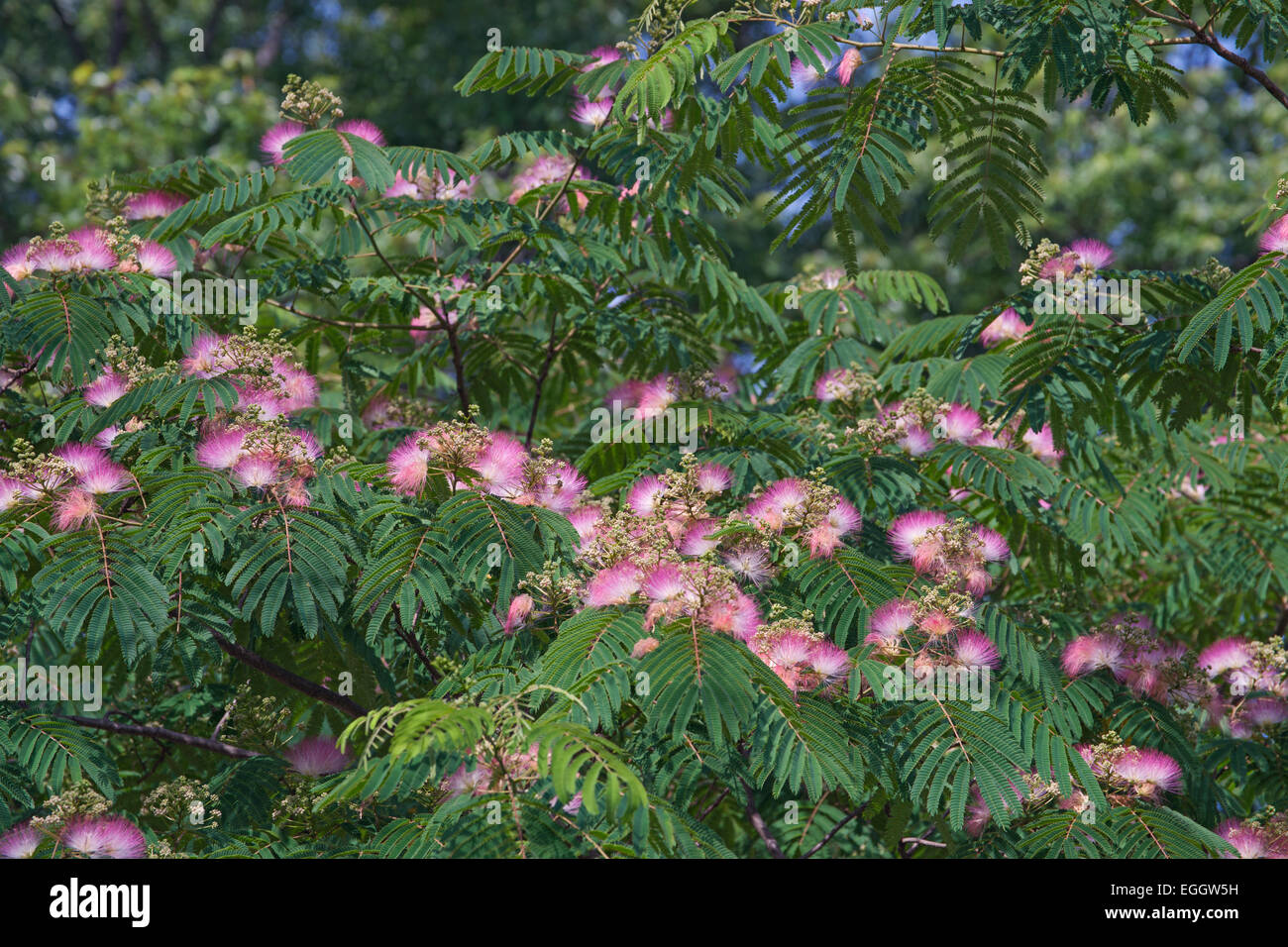 Silktree (Albizia Julibrissin). Stockfoto