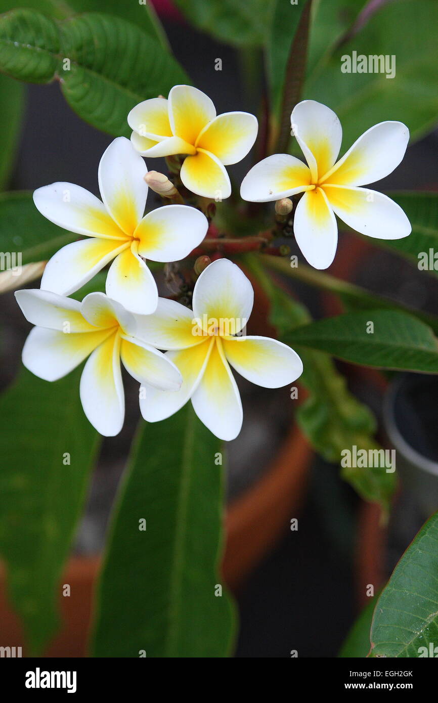 Weißen Frangipani oder bekannt als Plumeria Stockfoto