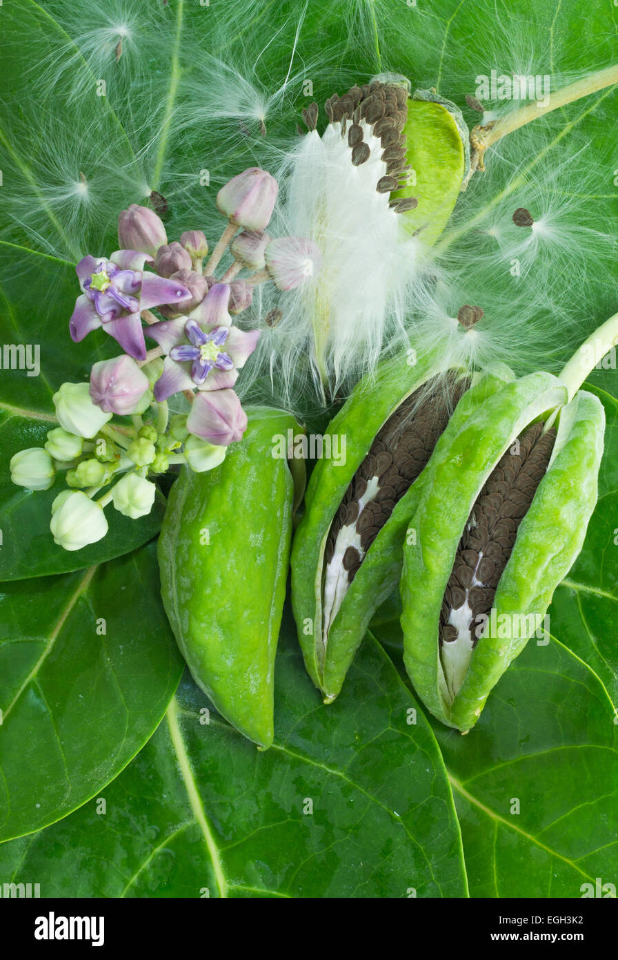 Calotropis Gigantea der Krone Pod, Samen und Blumen auf ihrem Blatt Hintergrund Stockfoto