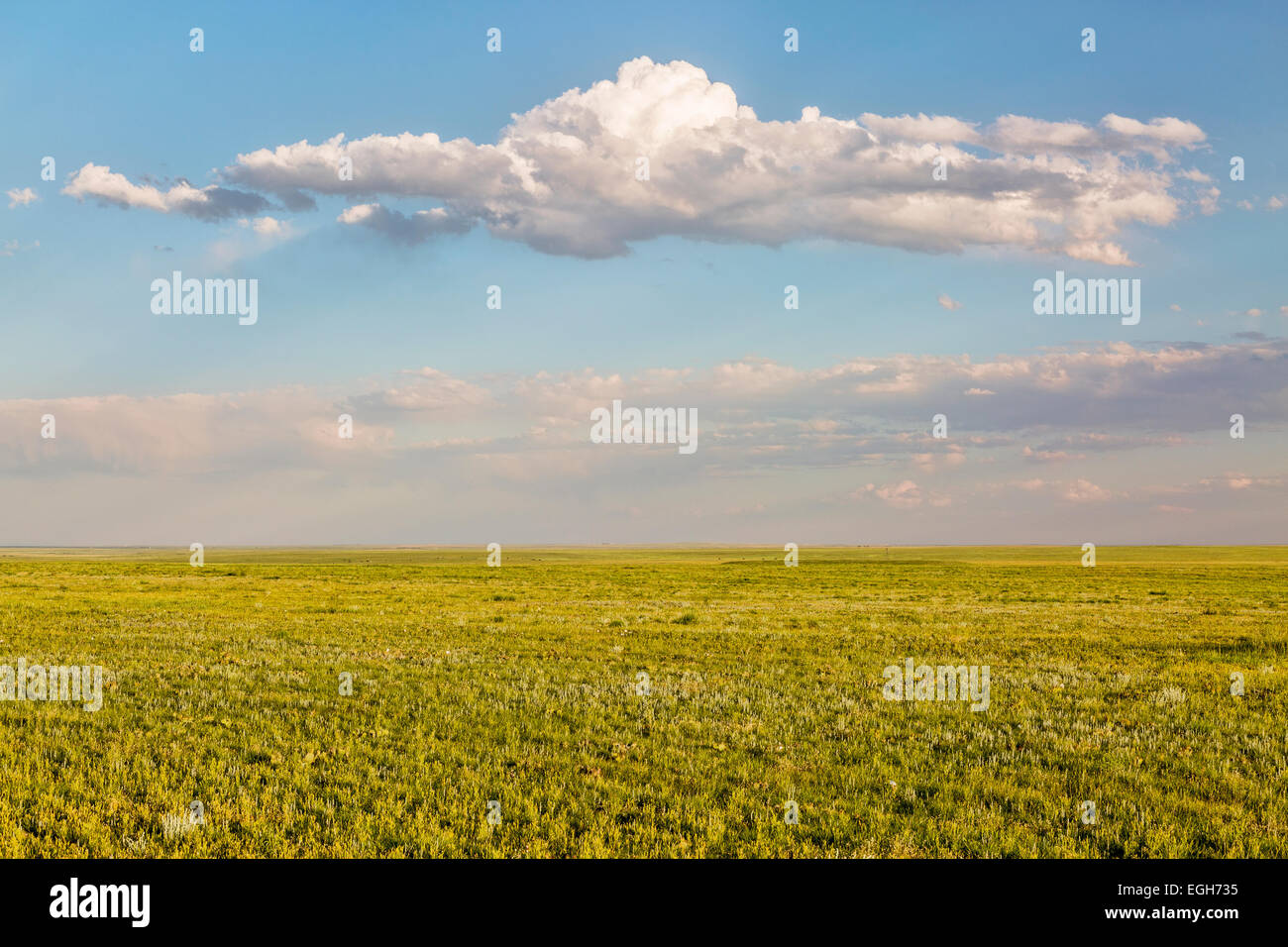 kurzen Rasen Prärie im Frühling - Pawnee National Grassland im Weld County, Nord-Ost-Colorado Stockfoto