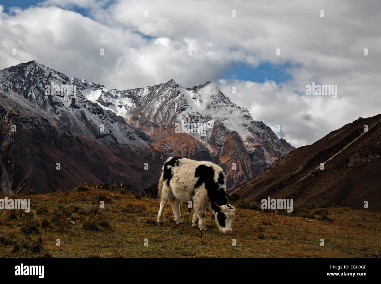 BU00217-00... BHUTAN - ein Yak Weiden auf den offenen Hang hoch über dem Paro-Tal Chhu. Stockfoto