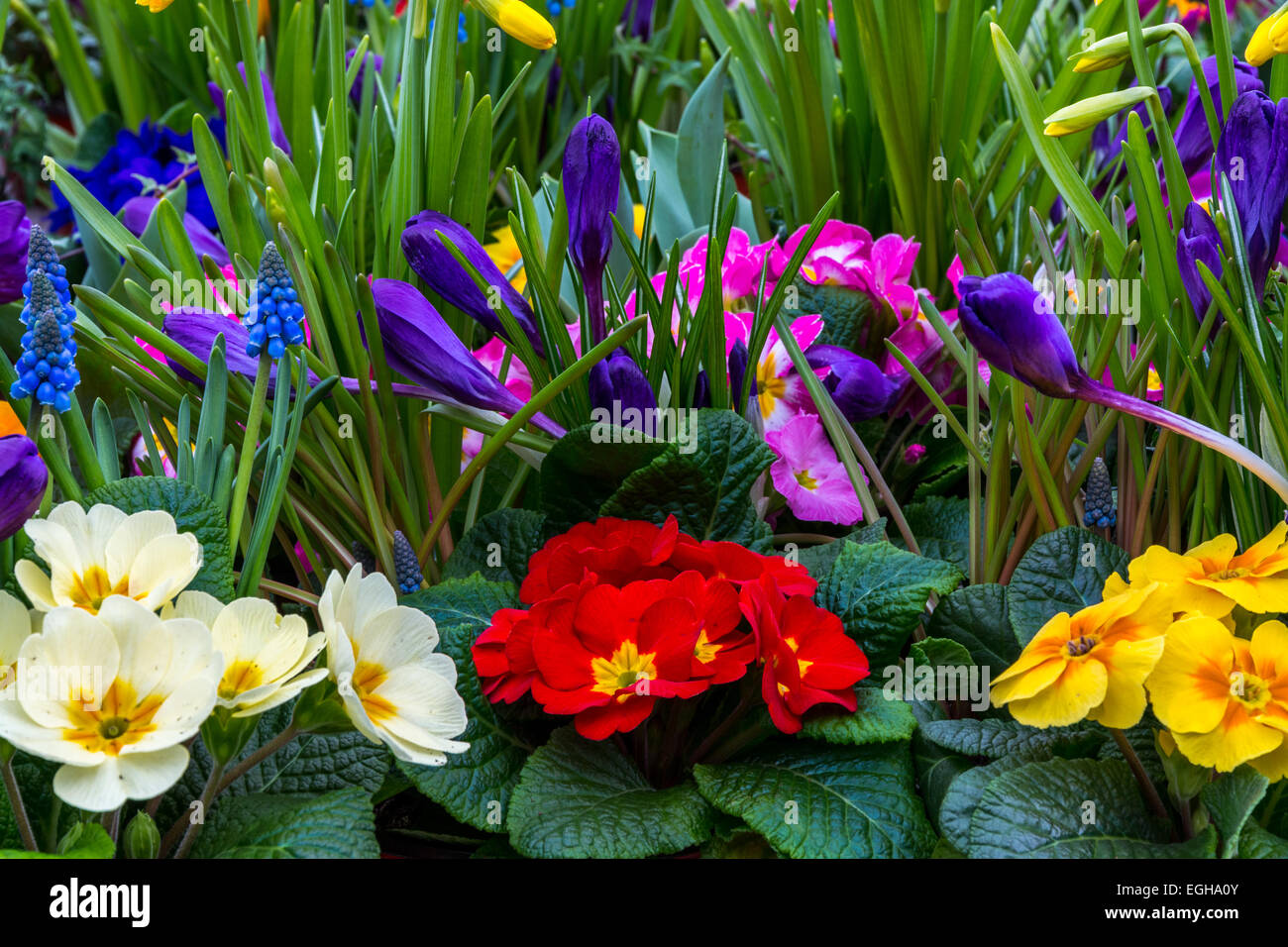 Einem sehr bunten Garten bestehend aus Primeln, Narzissen, Krokus und Trauben Hyazinthe. Stockfoto