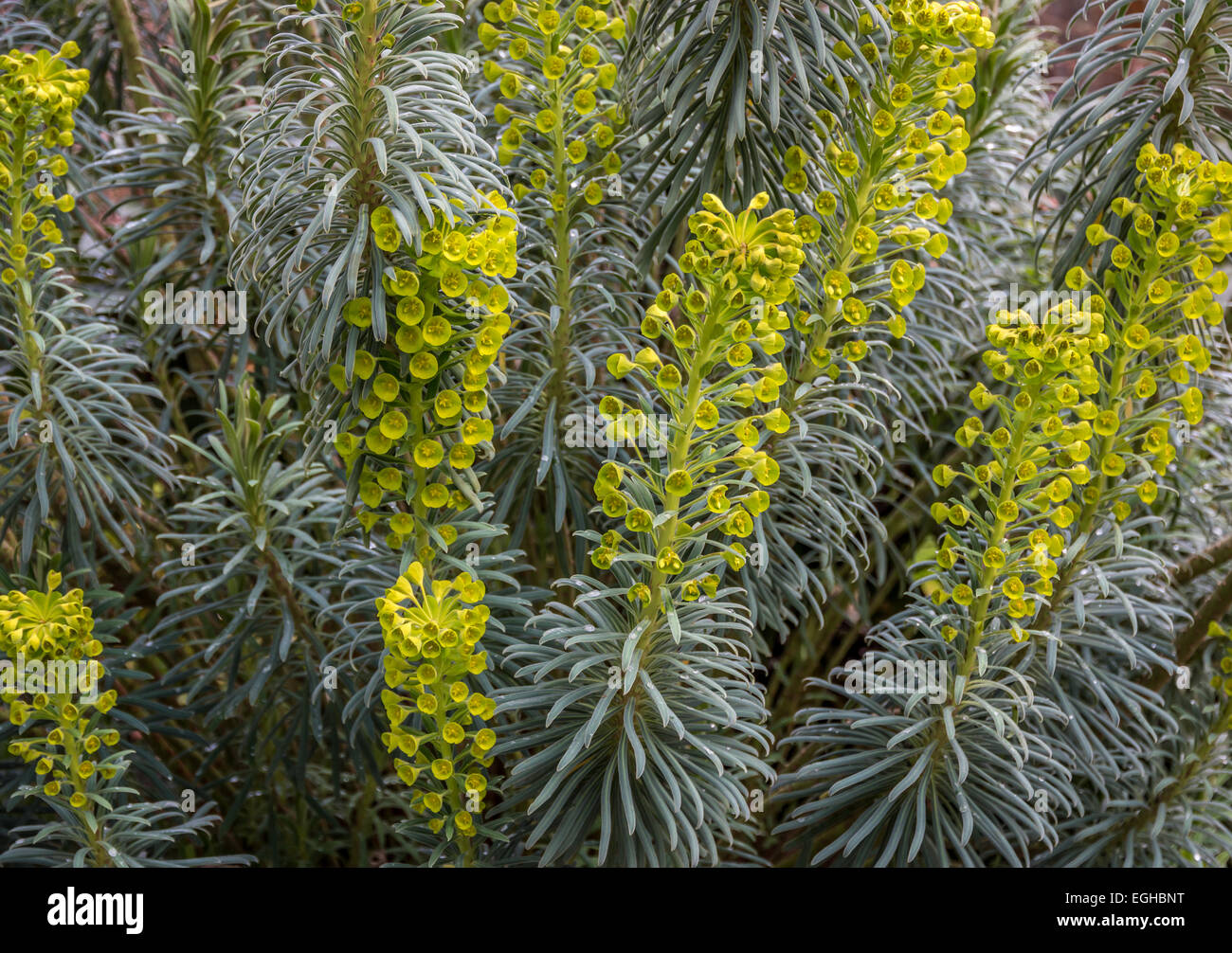 Makro-Mittelpunkt auf der Blume auf Euphorbia Characias. Der weiße milchige Saft dieser Pflanze ist giftig und Haut reizend. Stockfoto