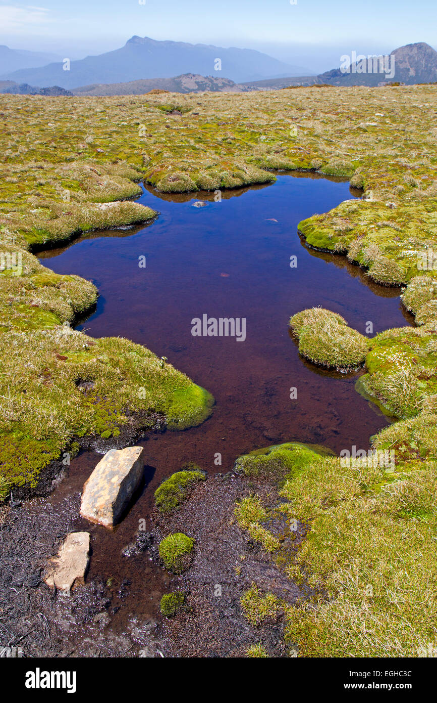 Tarn auf Mt Eliza in Süd-west-Tasmanien Stockfoto