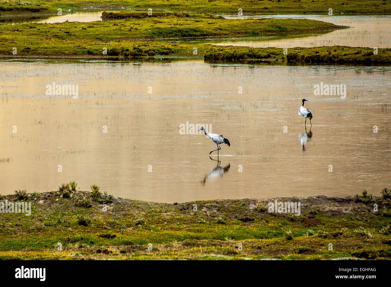 Schwarzhals-Kranich, der vom Aussterben bedrohten Arten. Stockfoto