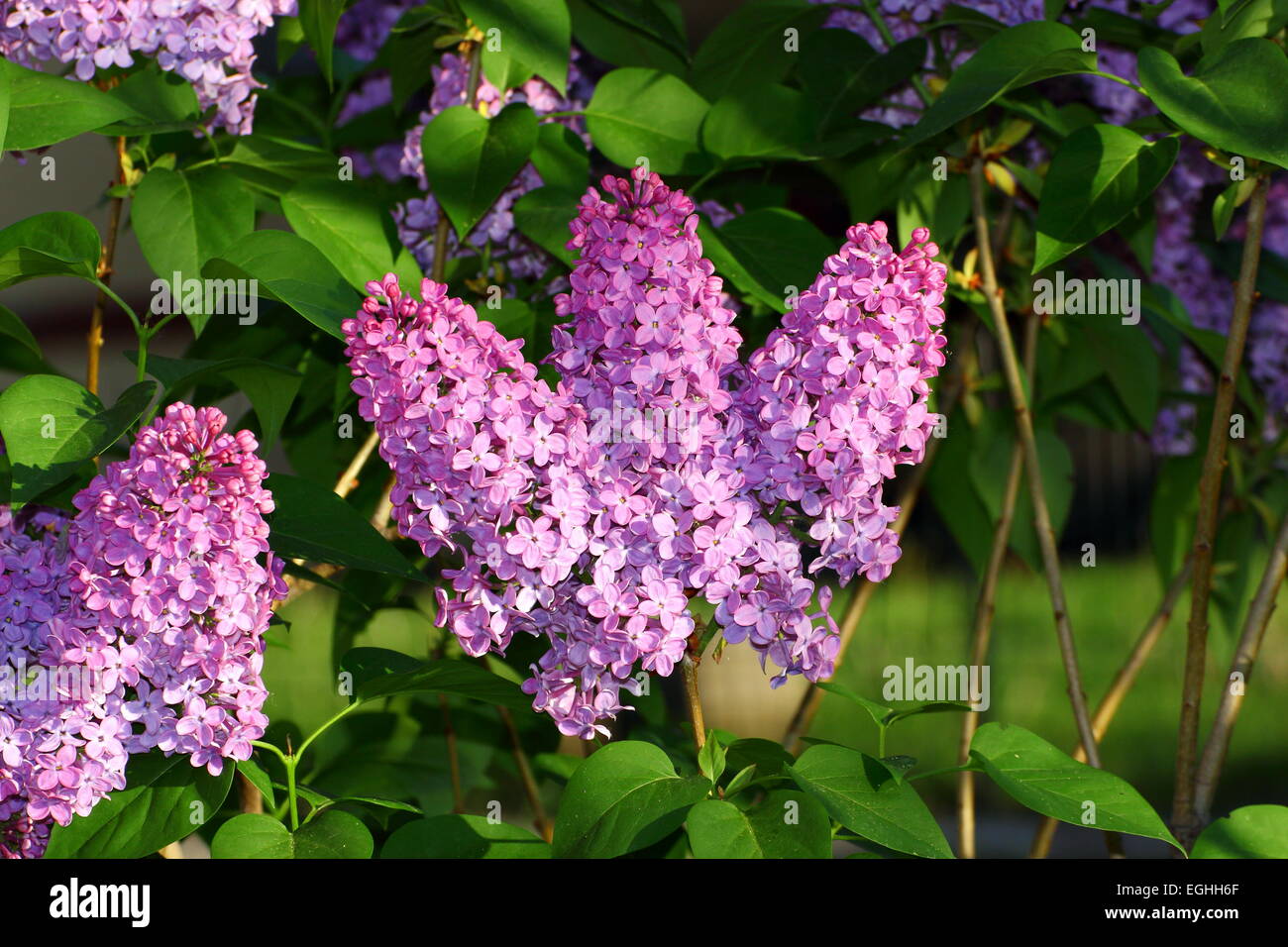 Syringa Vulgaris - schöne violett Flieder in voller Blüte Stockfoto
