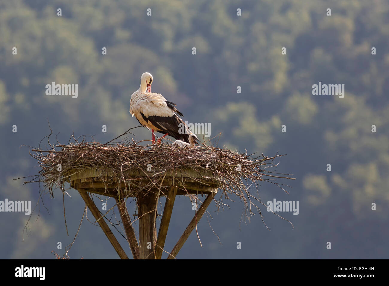 Weißstorch (Ciconia Ciconia) mit einem bettelnden jungen Vogel im Nest, Weserbergland, North Rhine-Westphalia, Deutschland Stockfoto