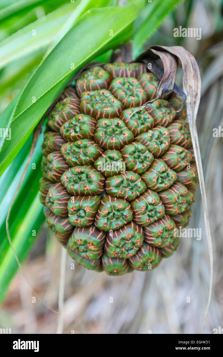 Pandanus Obst, Seychellen Insel La Digue Stockfoto