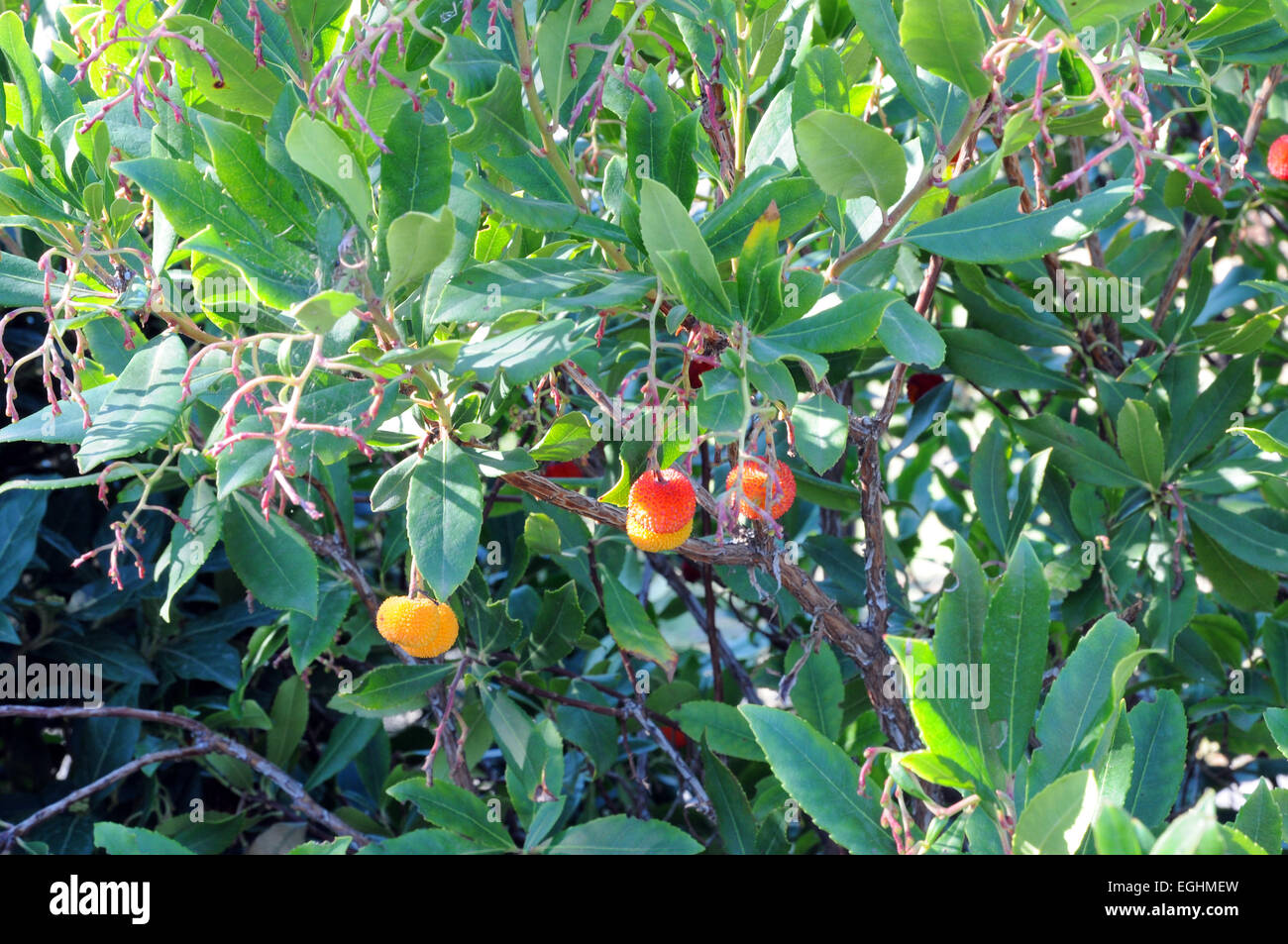 Arbutus Corbezzolo Vesuvio Kampanien Süditalien Stockfoto