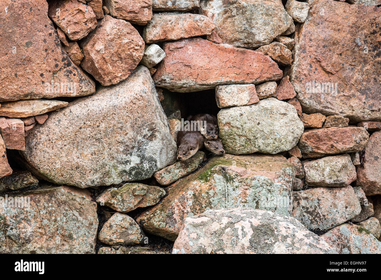 Drei Otter (Lutra Lutra) aus einem Holt, Northmavine, Shetland gucken Stockfoto