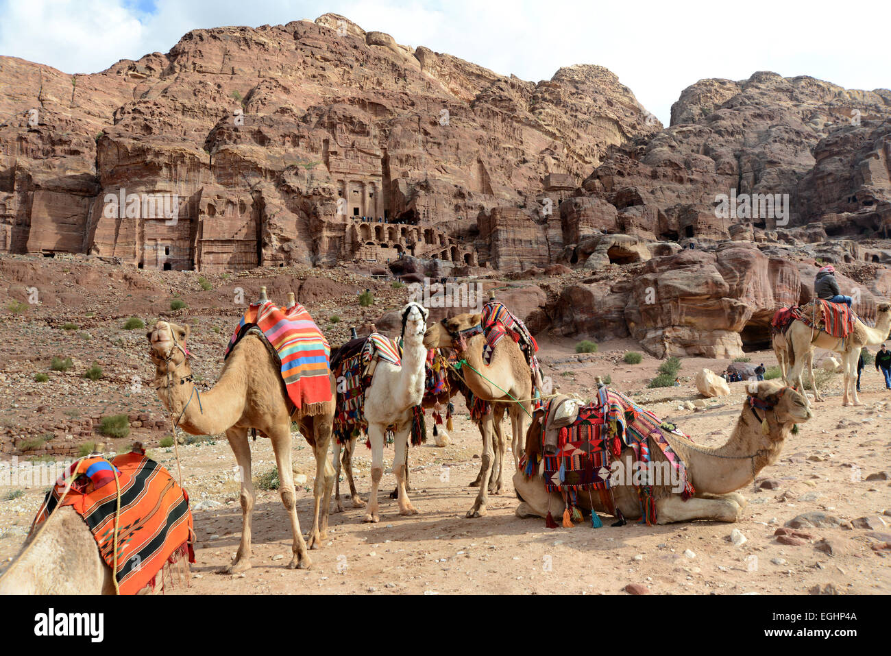 Jordanien-PETRA Kamele erwarten Touristen auf die Welt berühmte historische Stätte Stockfoto