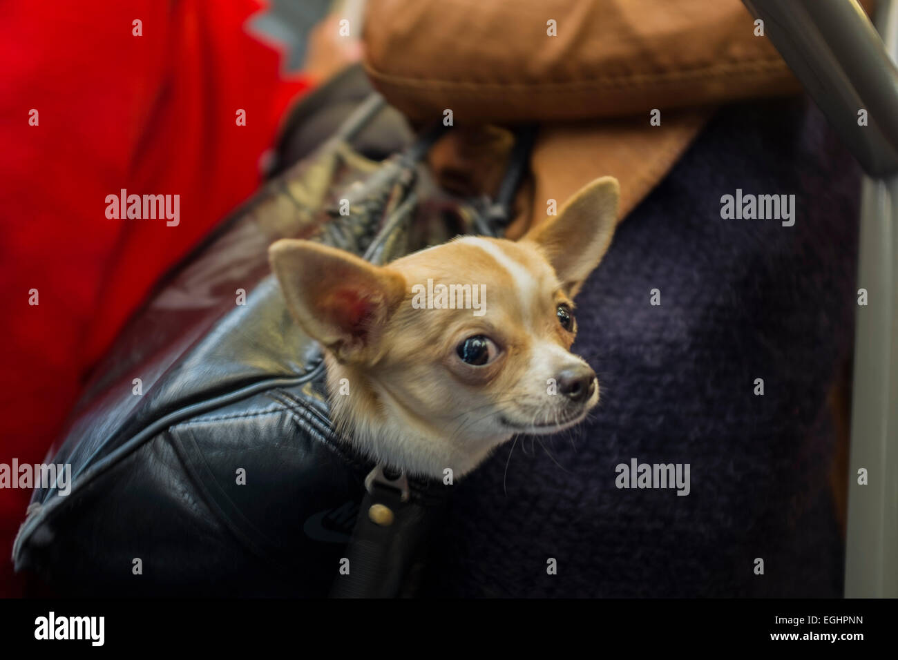 Kleiner Hund in einer Tasche in der überfüllten Straßenbahn in Nizza,  Frankreich Stockfotografie - Alamy