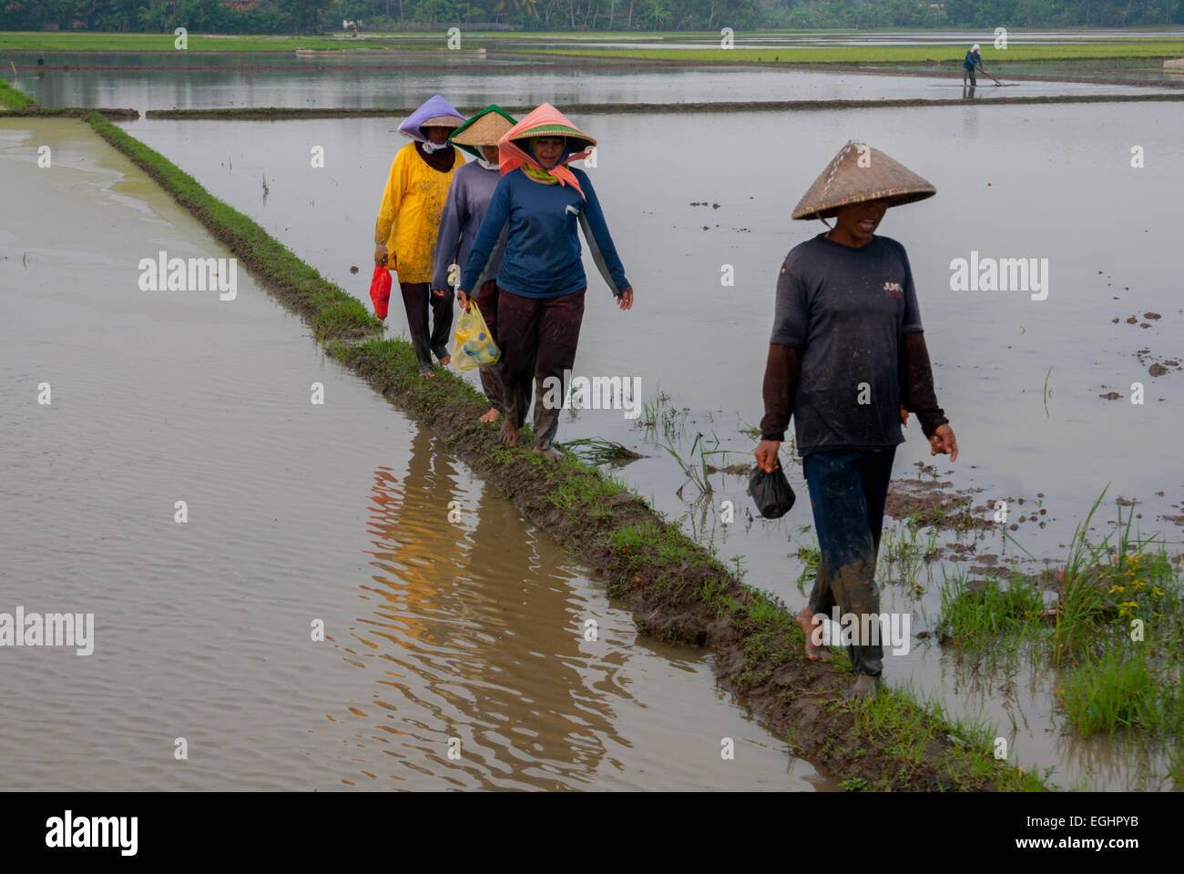 Bäuerinnen, die auf dem Rücken eines Reisfeldes in Karawang, West-Java, Indonesien, wandern. Stockfoto