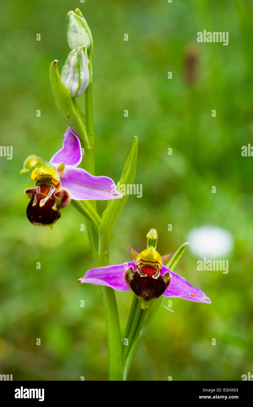 Biene Orchidee Blüten (Ophrys Apifera). Aldeacueva. Carranza-Tal. Biskaya, Baskisches Land, Spanien, Europa Stockfoto