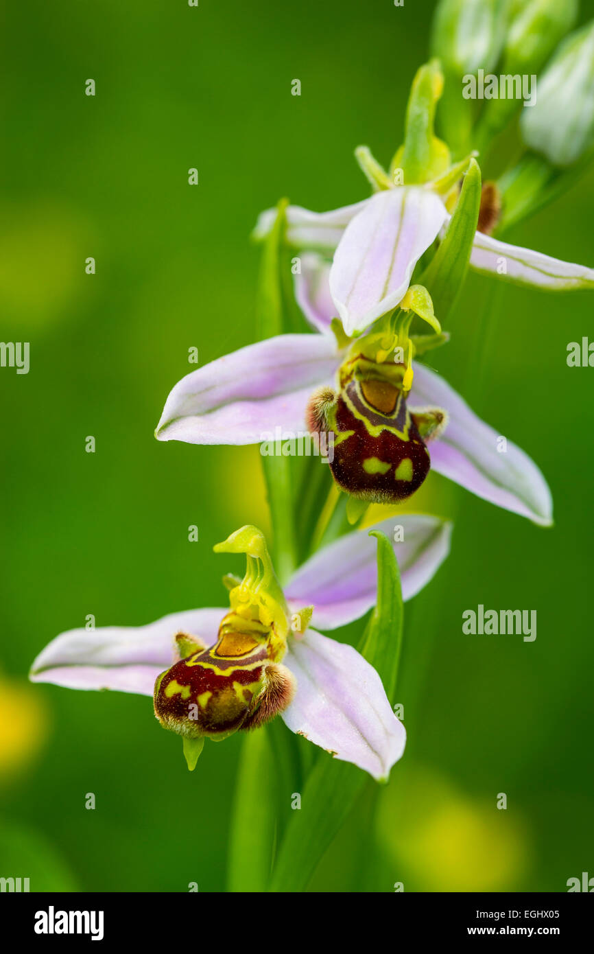 Biene Orchidee Blüten (Ophrys Apifera). Aldeacueva. Carranza-Tal. Biskaya, Baskisches Land, Spanien, Europa Stockfoto