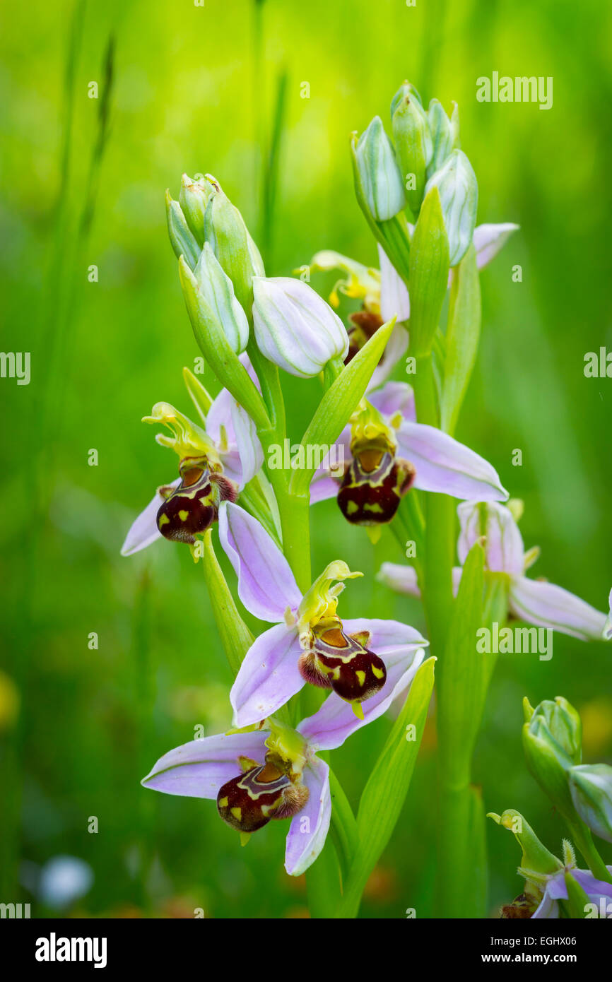 Biene Orchidee Blüten (Ophrys Apifera). Aldeacueva. Carranza-Tal. Biskaya, Baskisches Land, Spanien, Europa Stockfoto