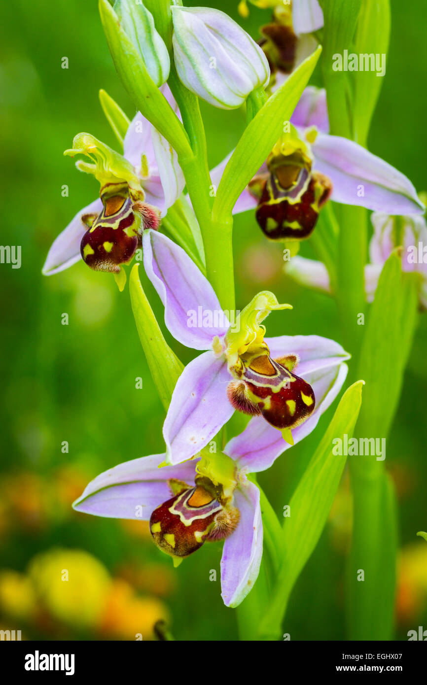 Biene Orchidee Blüten (Ophrys Apifera). Aldeacueva. Carranza-Tal. Biskaya, Baskisches Land, Spanien, Europa Stockfoto