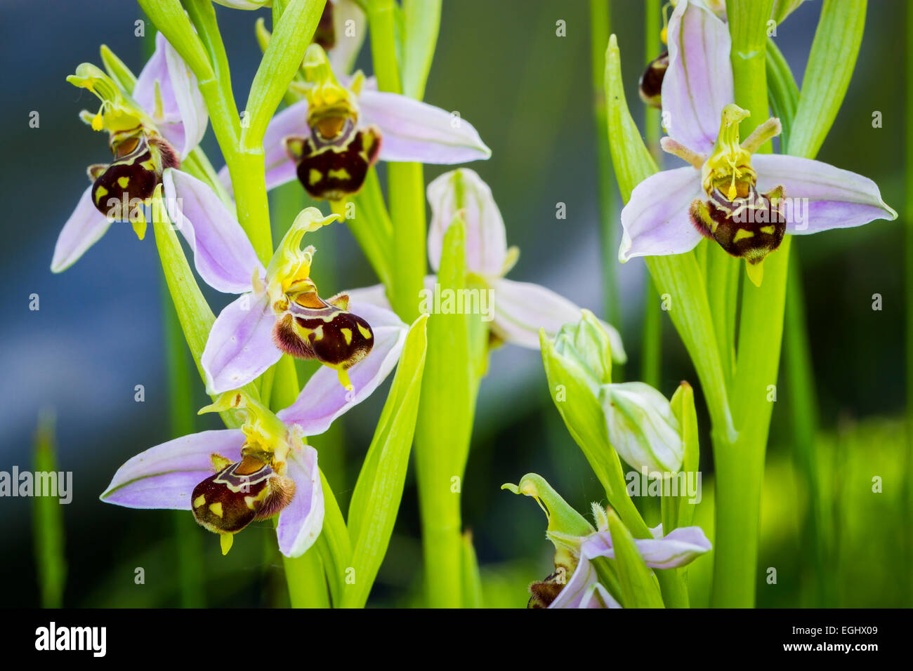 Biene Orchidee Blüten (Ophrys Apifera). Aldeacueva. Carranza-Tal. Biskaya, Baskisches Land, Spanien, Europa Stockfoto