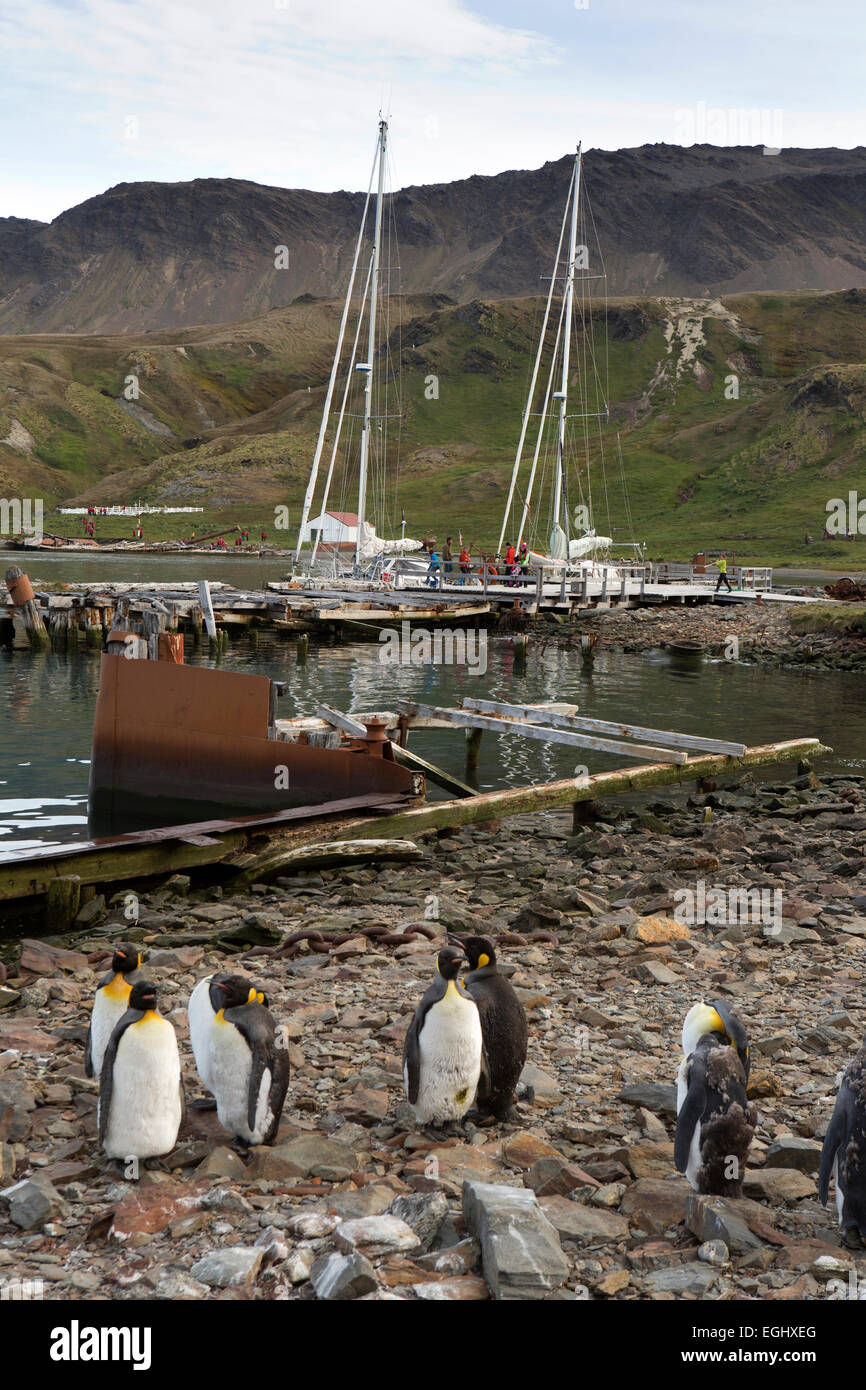 Grytviken, Südgeorgien Königspinguine besucht Segelboot-Liegeplatz Stockfoto