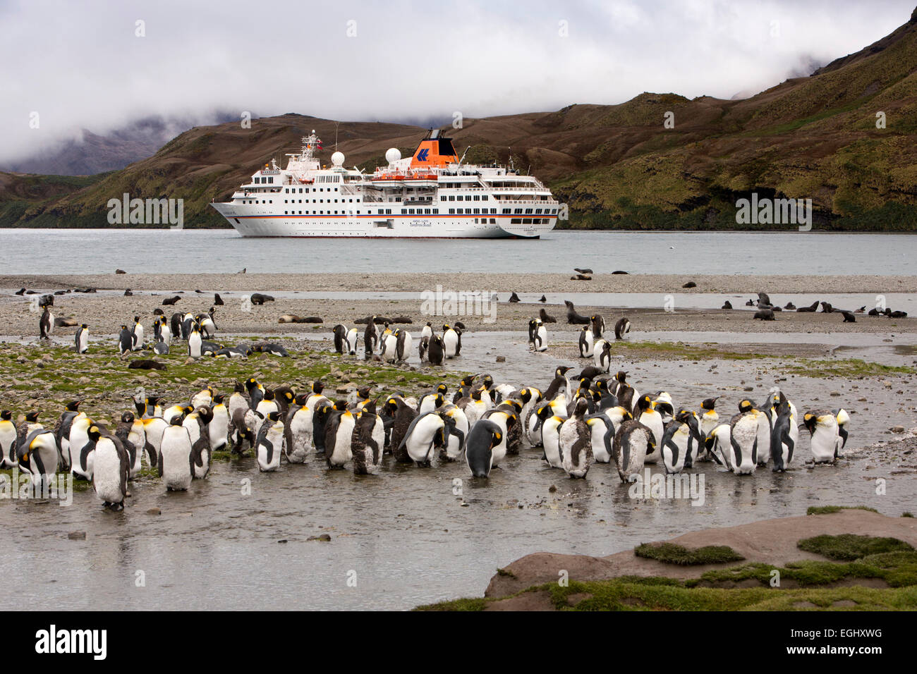 Süd-Georgien, Stromness, Gruppe des Königs, die Pinguine am Strand, MS Hanseatic in der Bucht vor Anker Stockfoto