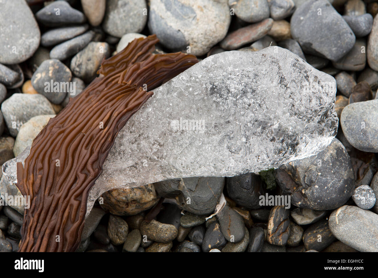 Süd-Georgien, Cumberland Bay, Jason Harbour, Seetang und Eis am Strand Kieselsteine, detail Stockfoto