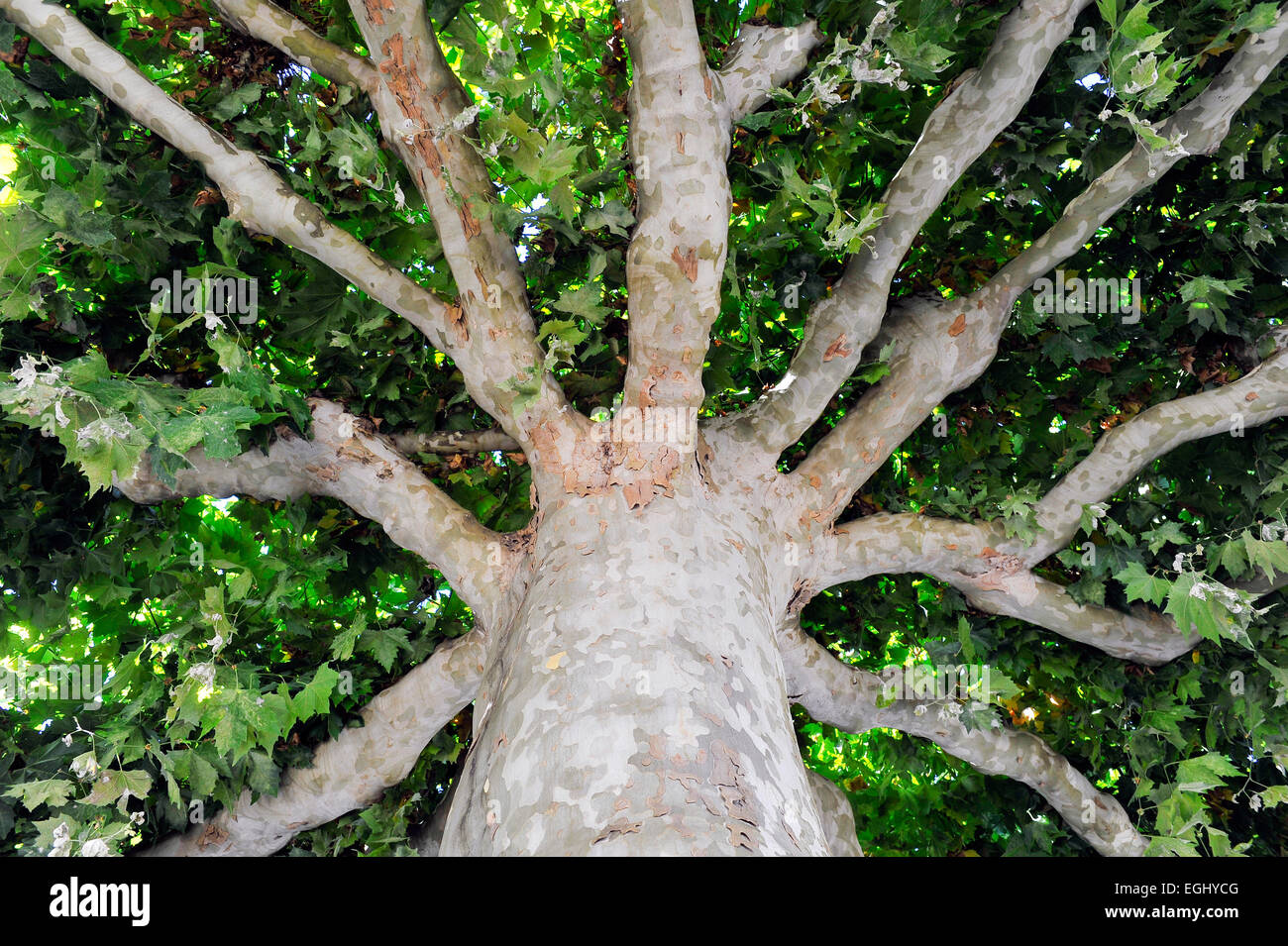 Platanus france Fotos und Bildmaterial in hoher Auflösung Alamy