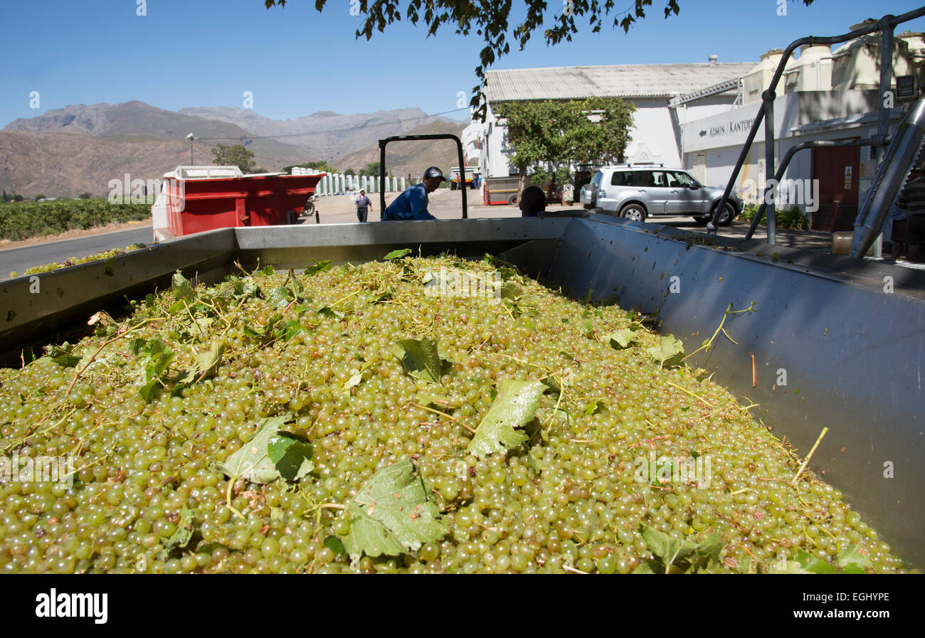 Sauvignon Blanc Trauben Goudini Keller in der Provinz Western Cape in Südafrika angekommen Stockfoto
