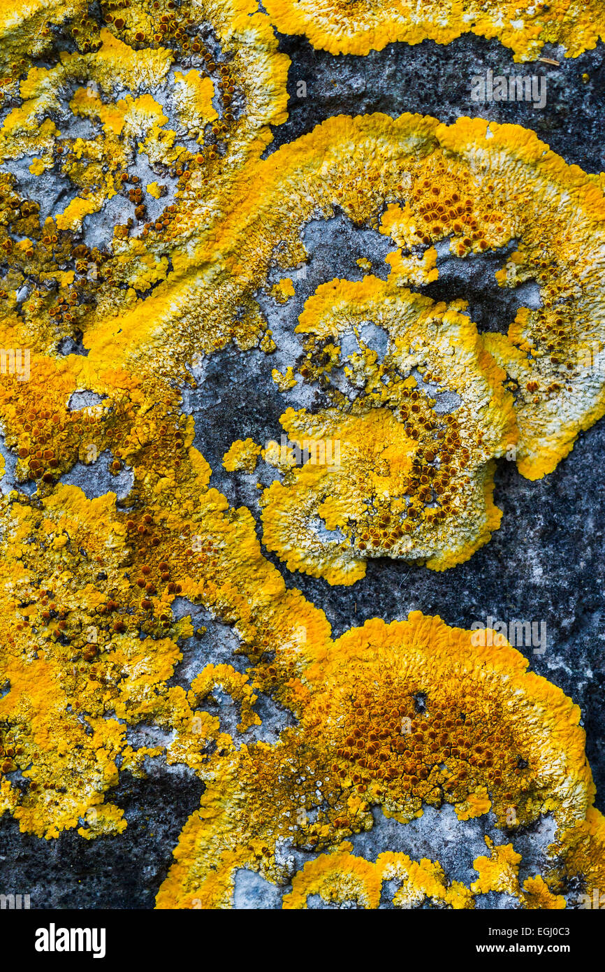 Flechte Xanthoria Parietina. Stockfoto