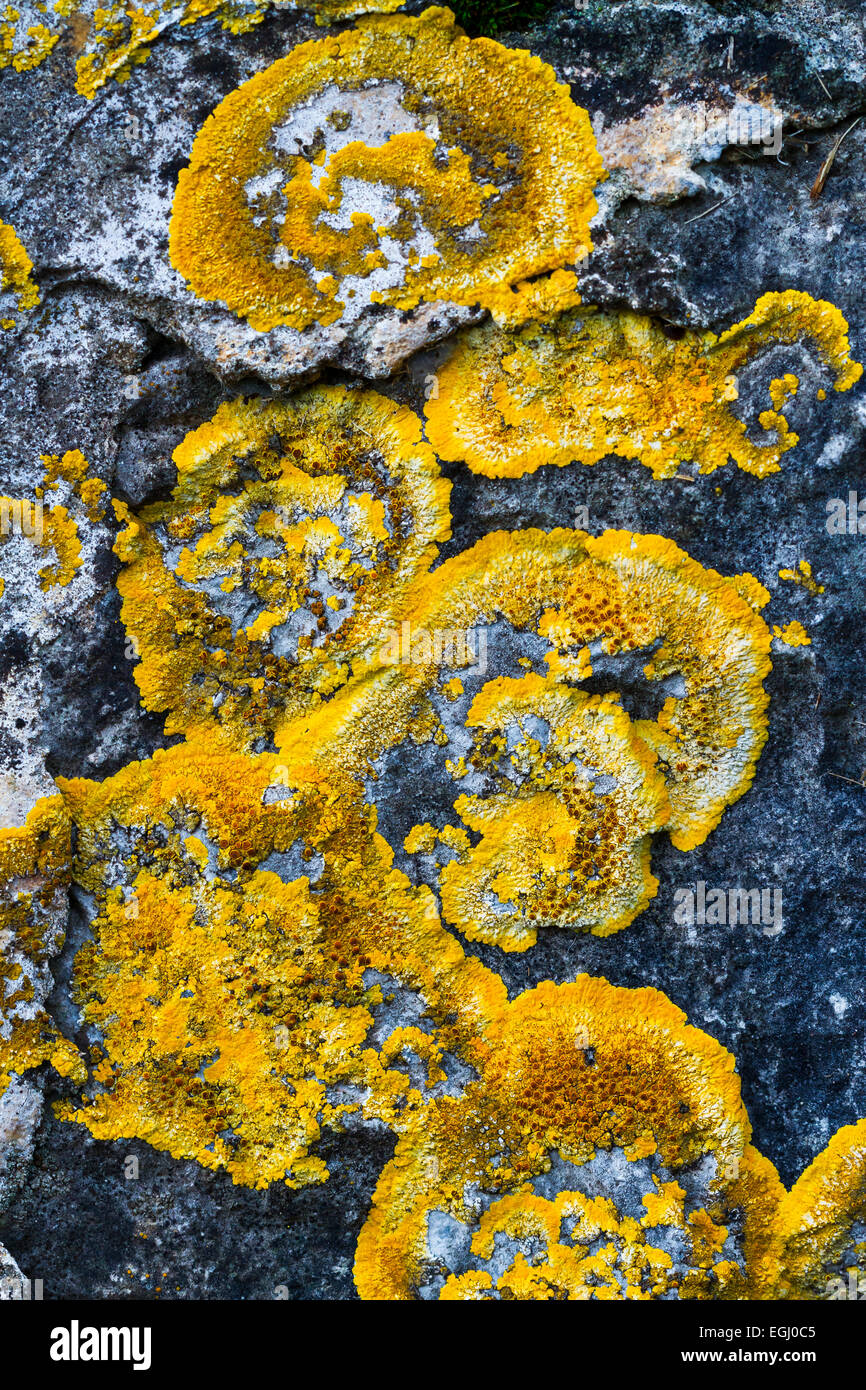 Flechte Xanthoria Parietina. Stockfoto