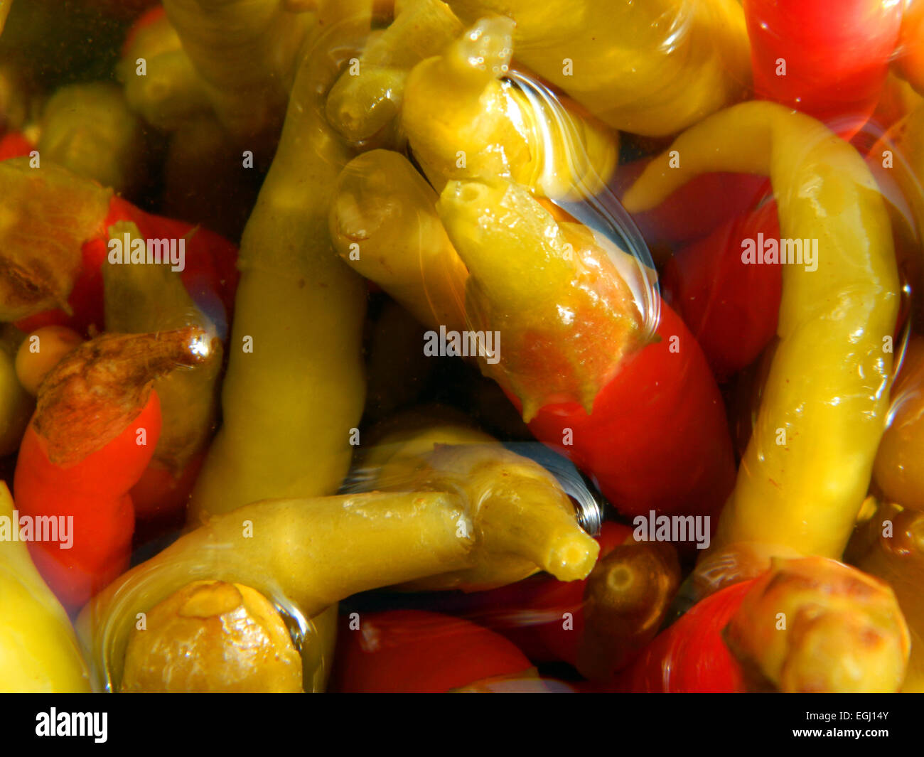 VEW einen offenen Tiegels von hausgemachte Chili Peppers in einer Lösung aus Essig, Wasser und Salz. Stockfoto