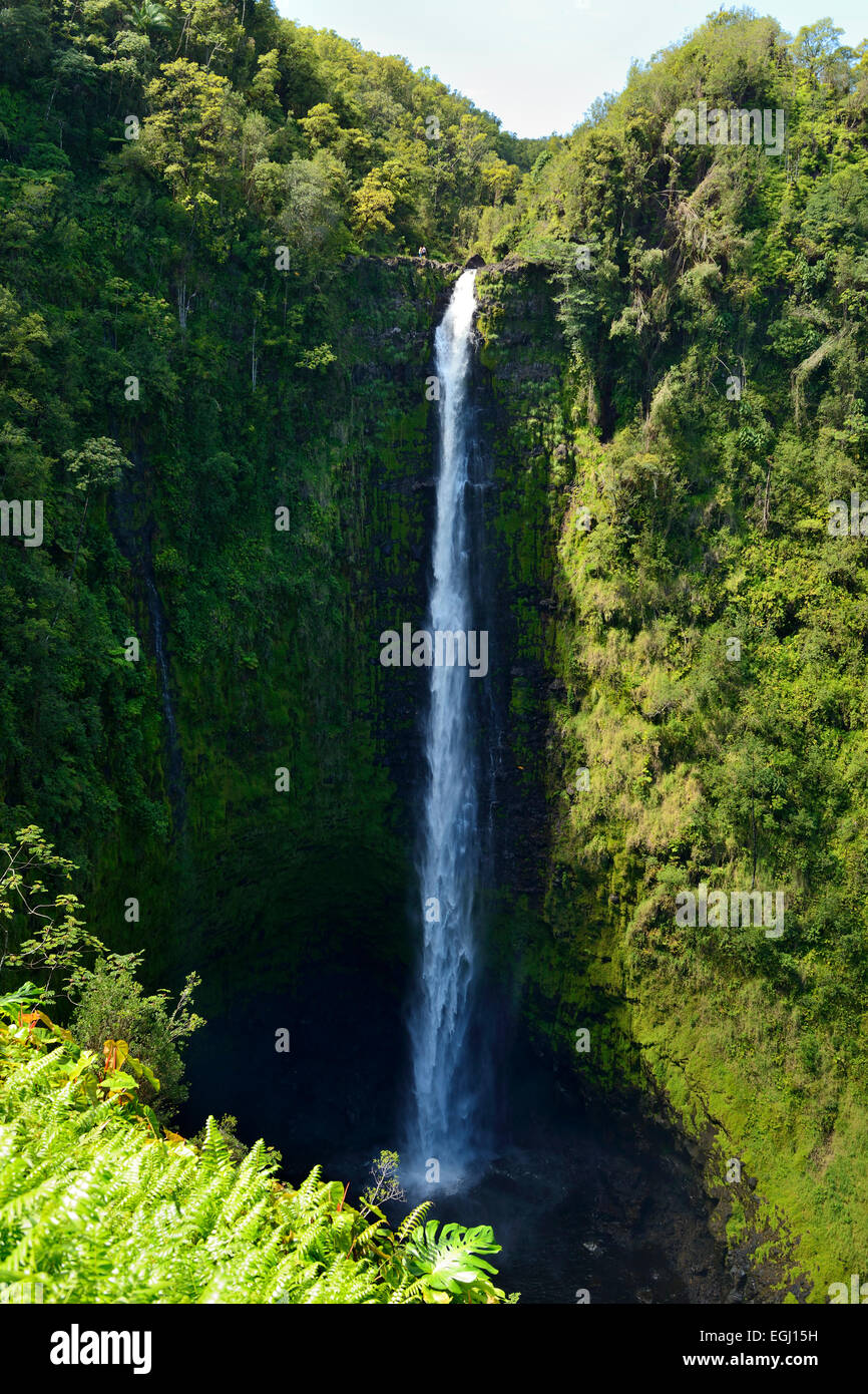 420ft (130m) ungebrochen Kaskade von Akaka Falls, Big Island, Hawaii, USA Stockfoto