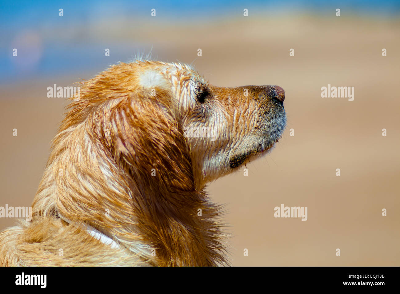 Schönes Exemplar der Hund der Rasse Golden Retriever Stockfoto