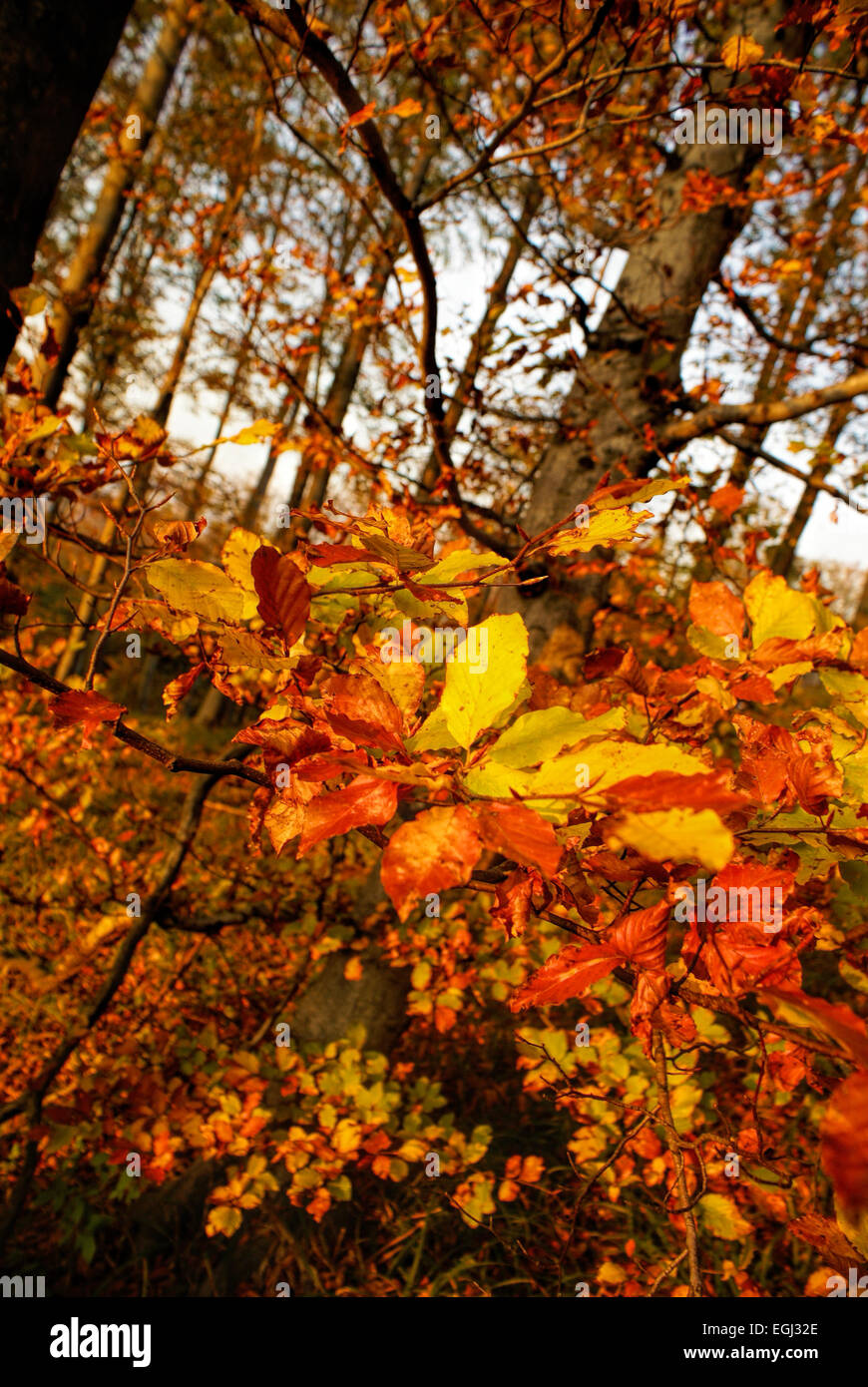 Bunter Herbst Blätter im malerischen Wald Stockfoto