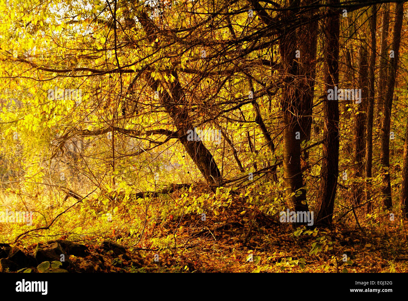 Malerische Aussicht auf gelben und braunen Herbstwald Stockfoto