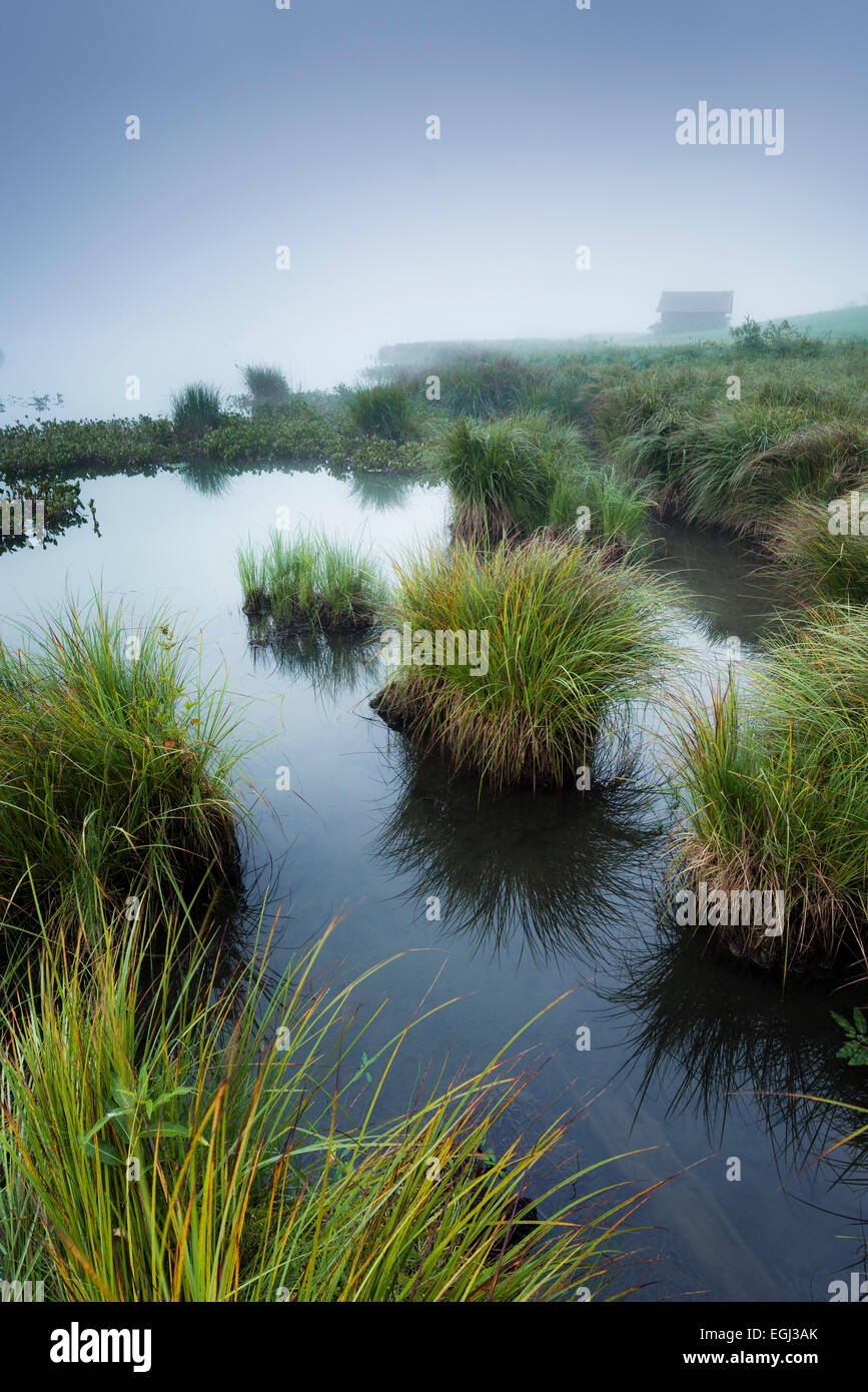 Geroldsee, Wasser, Morgen, Nebel, Atmosphäre, Rasen, Himmel, gelb, blau, Sumpf, Stockfoto