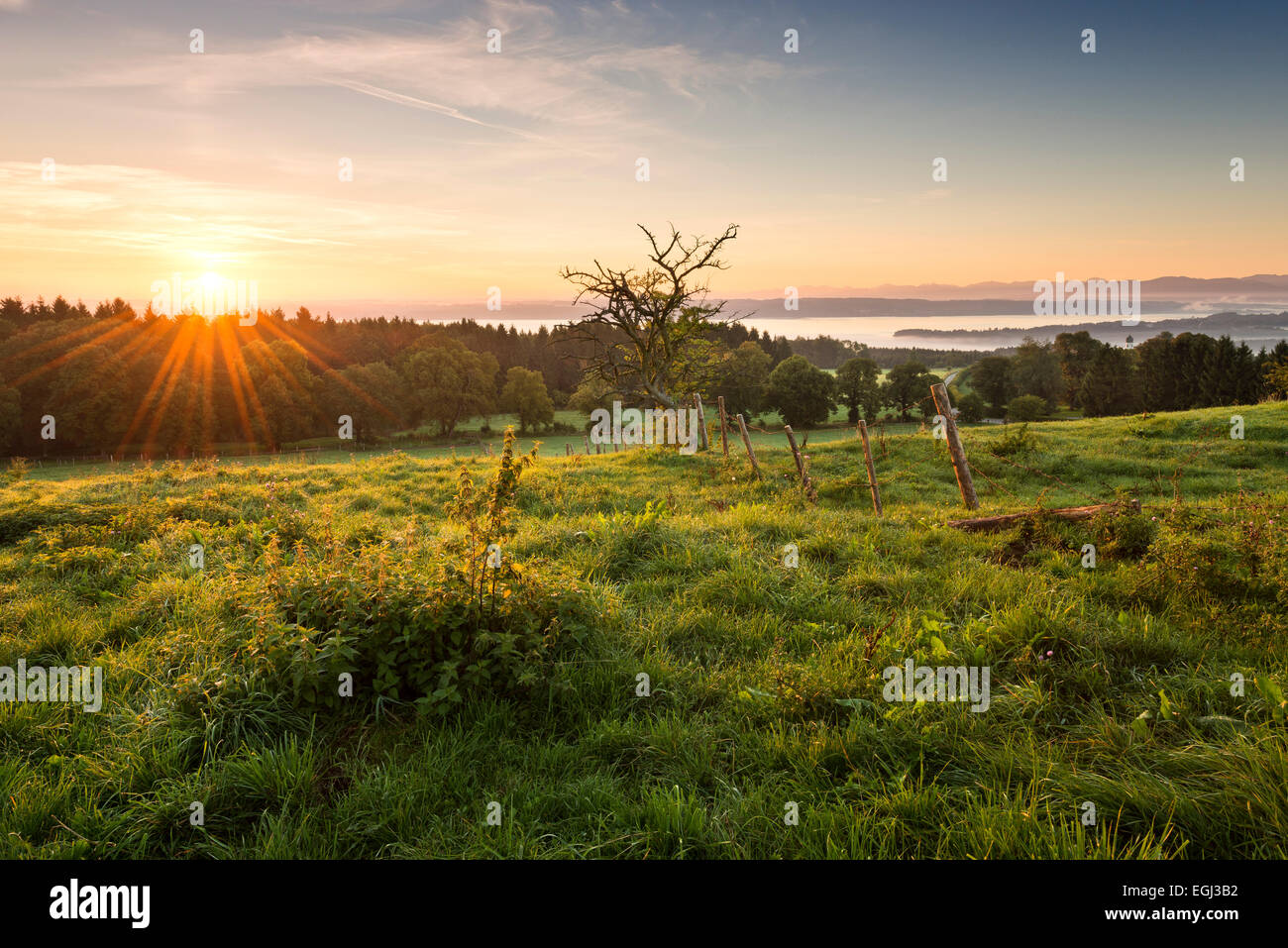 See Starnberger See, Alpen, Wiese, Licht, Morgen, Atmosphäre, Baum, Zaun, anzeigen, Tutzing, Kirchturm, Nebel, Blumen, Gegenlicht, Stockfoto