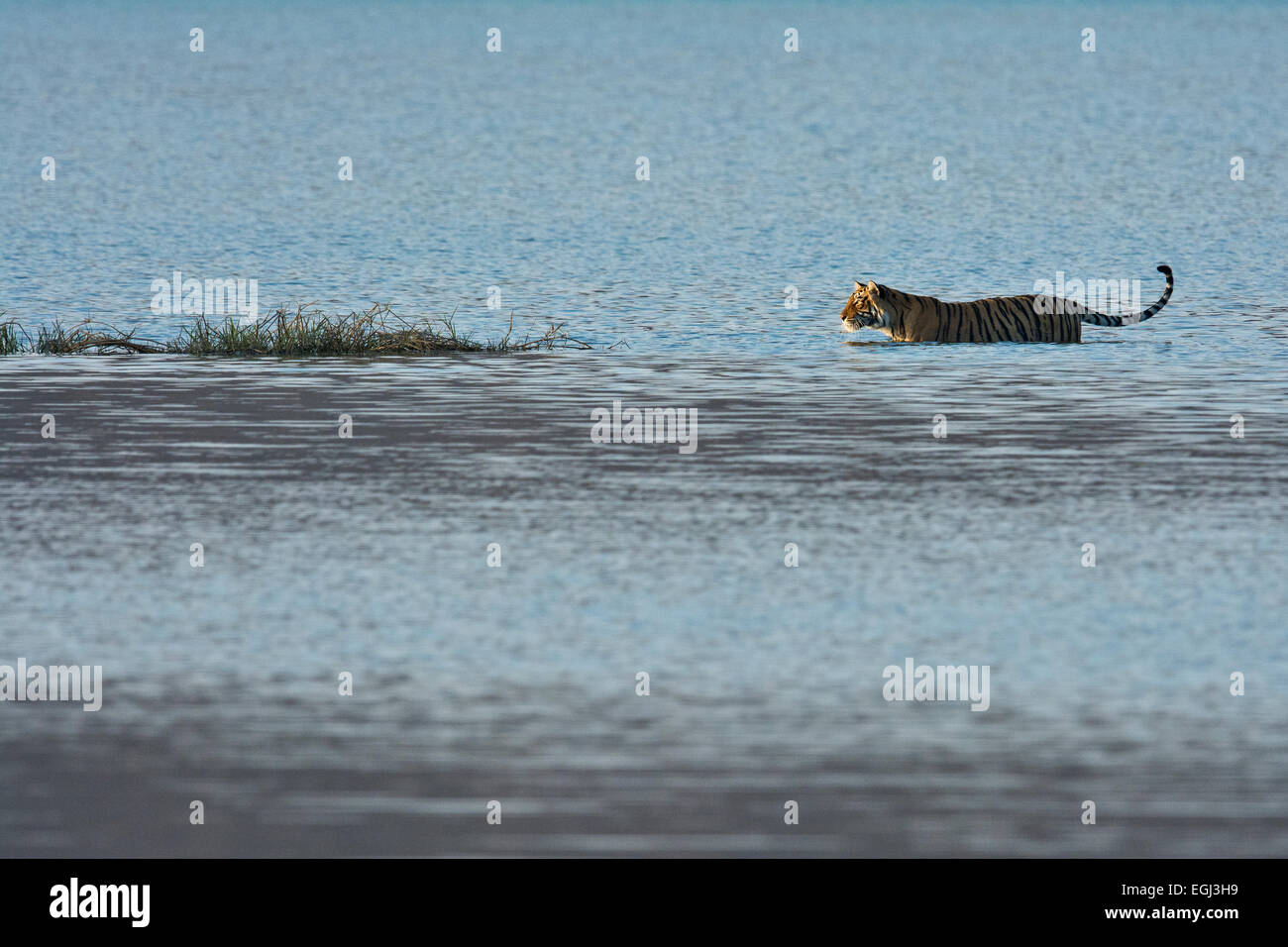 Wilde Tiger zu Fuß über das blaue Wasser des Sees in Ranthambhore National Park im Winter Stockfoto