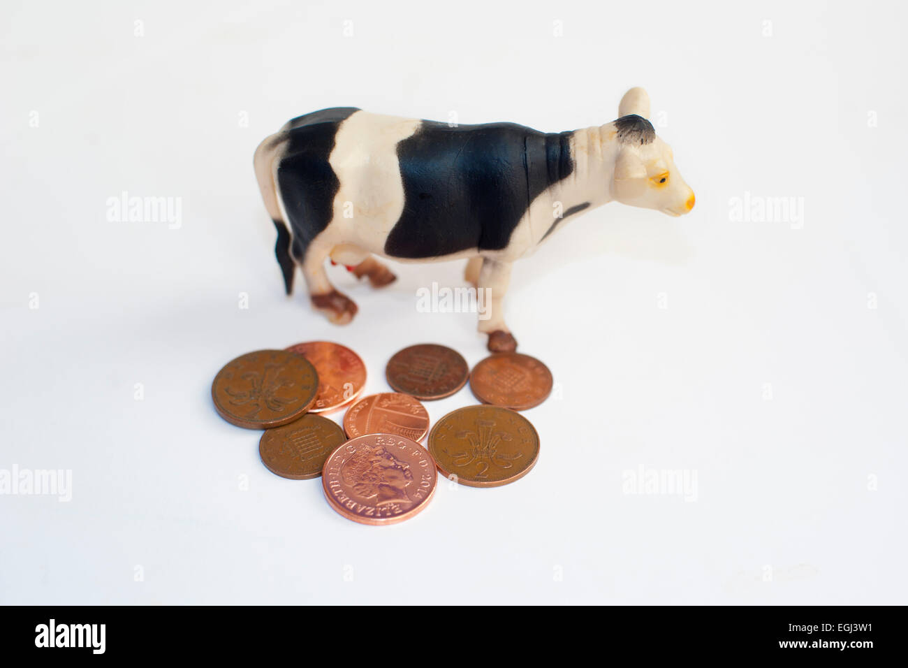eine Kuh stehend und Kupfermünzen Pfennige als Symbol für den Rückgang der britischen Landwirtschaft isoliert auf weißem Hintergrund Stockfoto