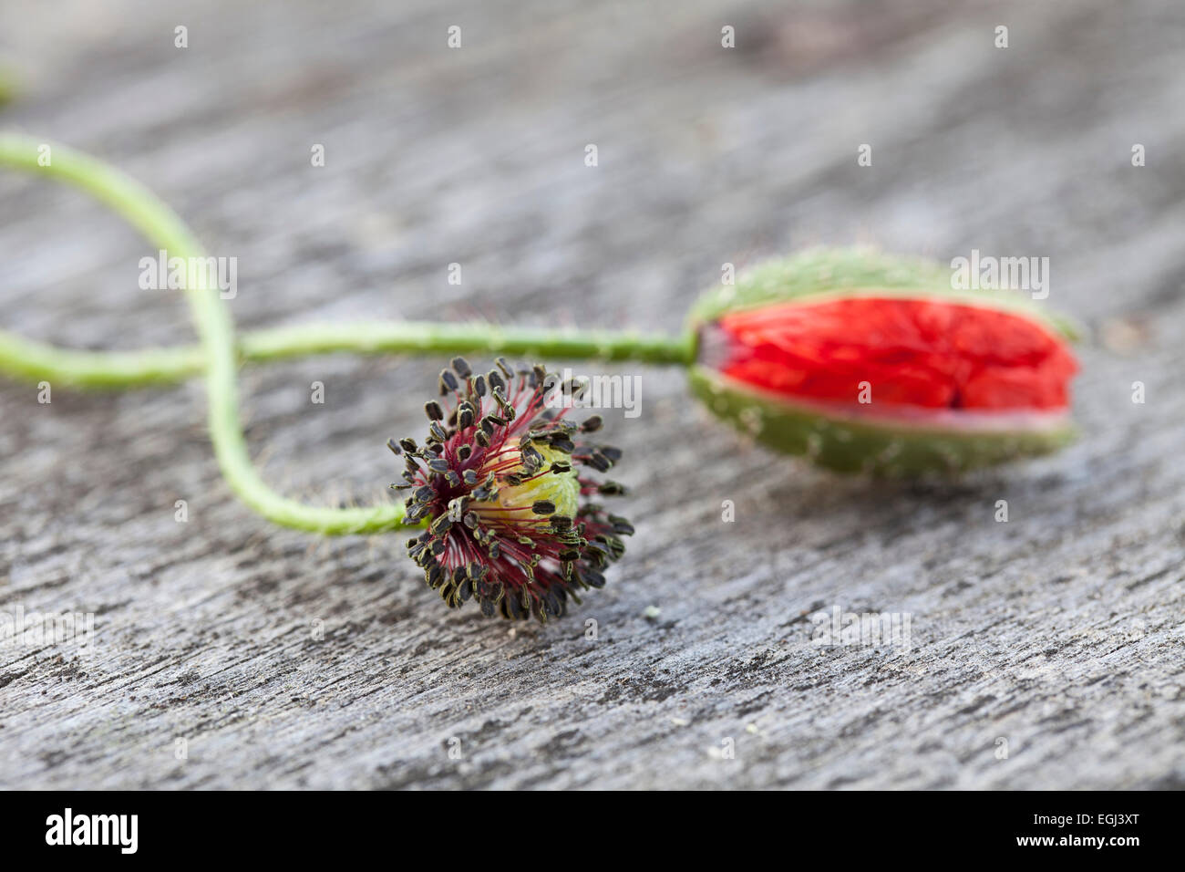 Mohnblüte, Knospe, rot Stockfoto