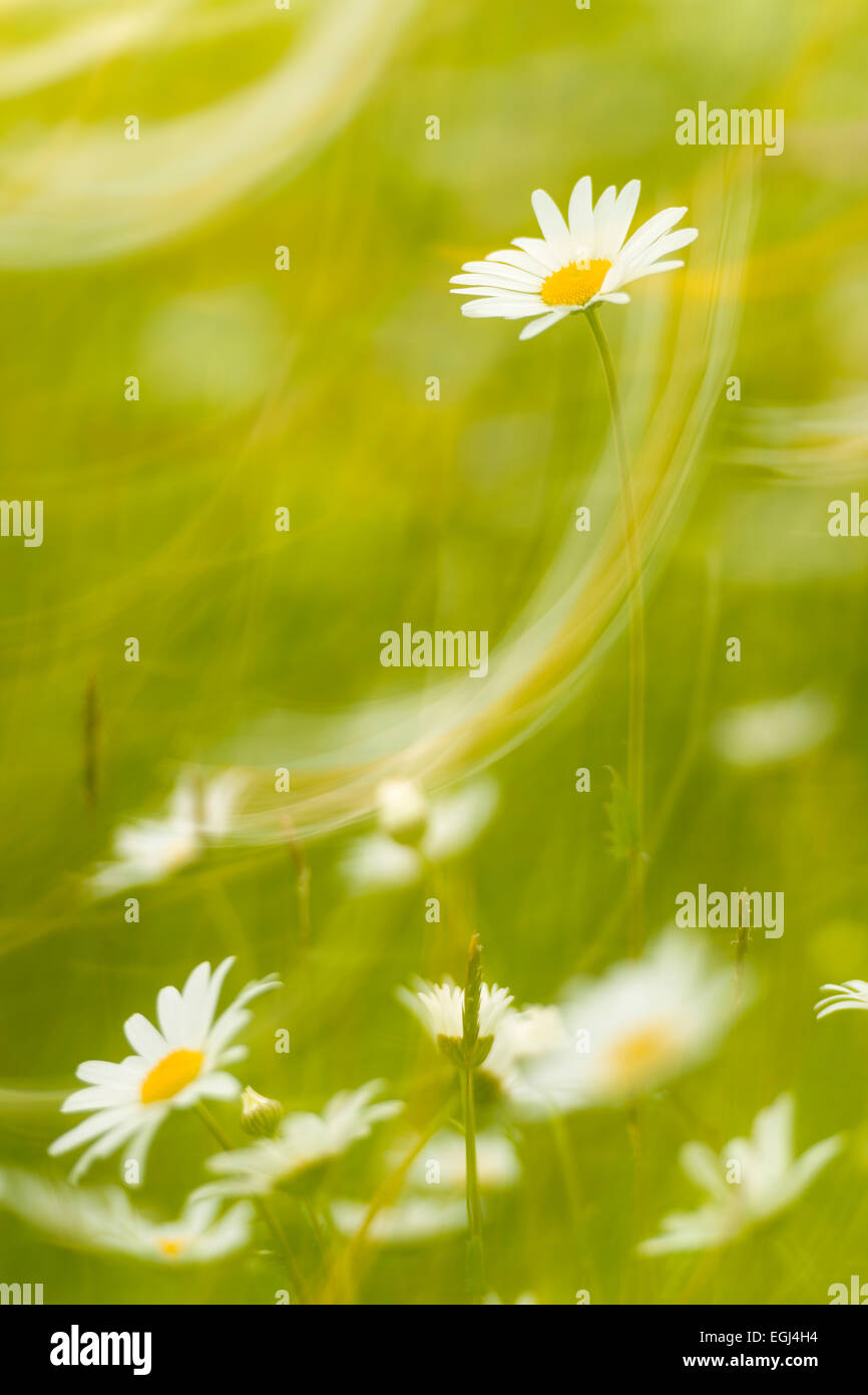 Blumen, Wiese, Frühling, grün, gelb, Atmosphäre, Stockfoto