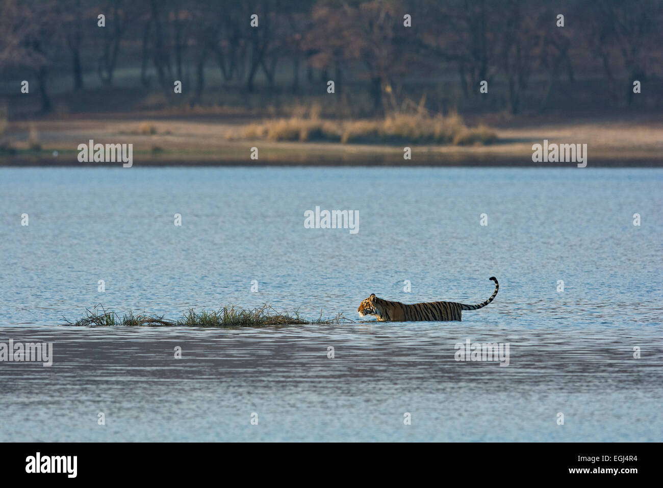 Wilde Tiger zu Fuß über das blaue Wasser des Sees in Ranthambhore National Park im Winter Stockfoto