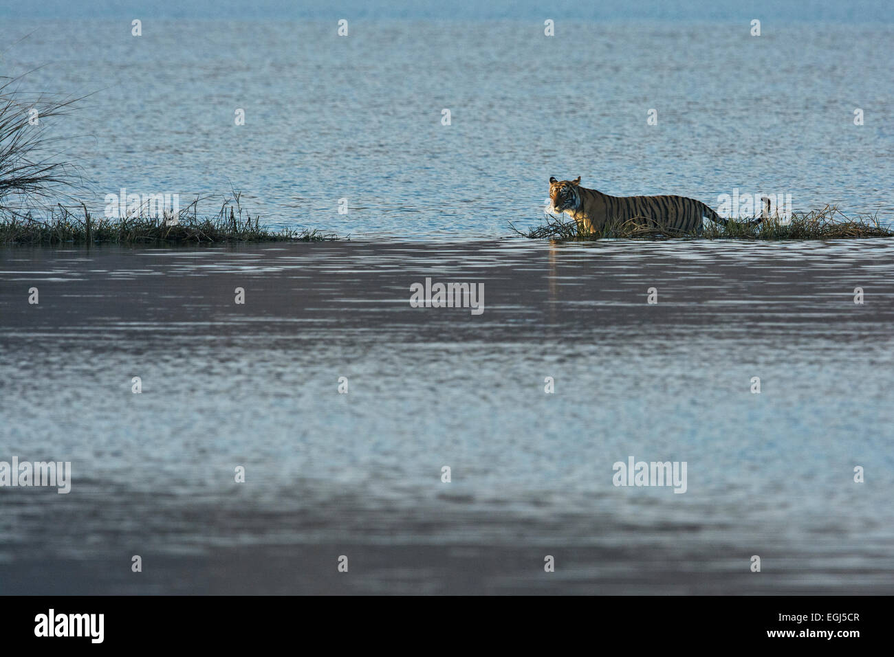 Wilde Tiger zu Fuß über das blaue Wasser des Sees in Ranthambhore National Park im Winter Stockfoto