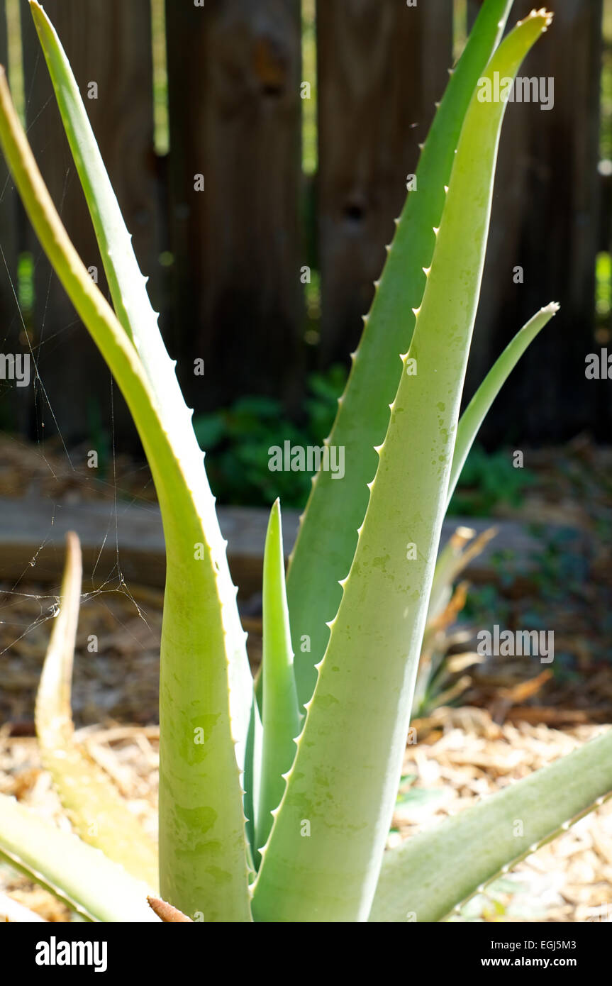 Eine große Aloe Vera Pflanze wächst draußen in der Sonne in Naples, Florida  Stockfotografie - Alamy