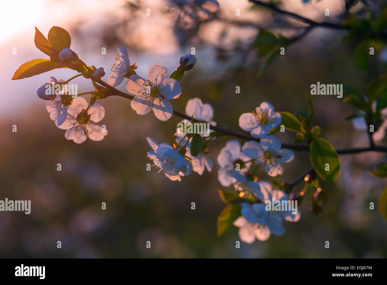 weiße Kirsche Blumen im Frühling Stockfoto