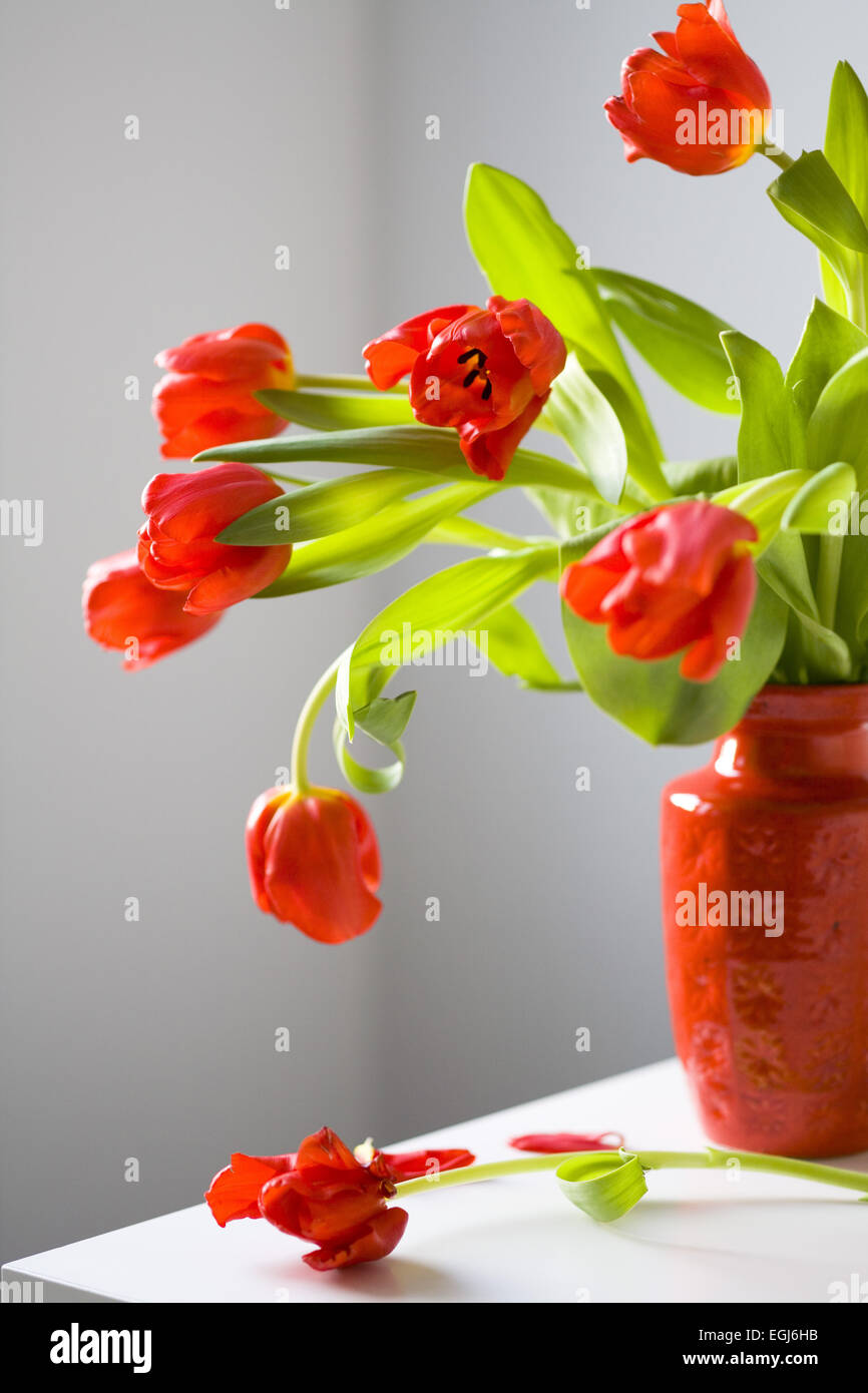 Rote Tulpen in rote vase Stockfoto