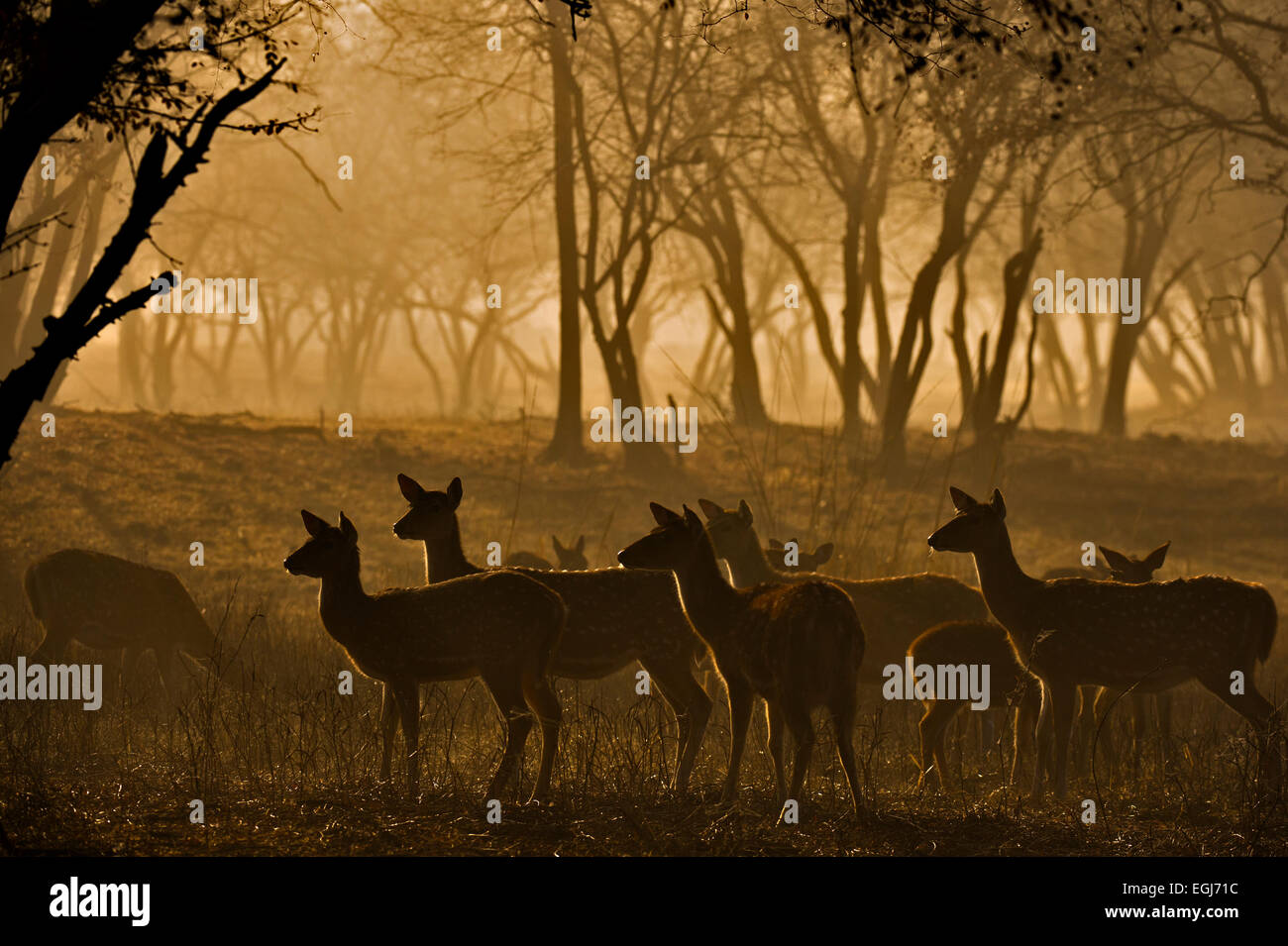 Hinterleuchtete Herde von weiblichen Spotted oder Axishirsch (Axis Axis) stehen in den Wäldern des Ranthambhore Benachrichtigung im Morgengrauen Stockfoto