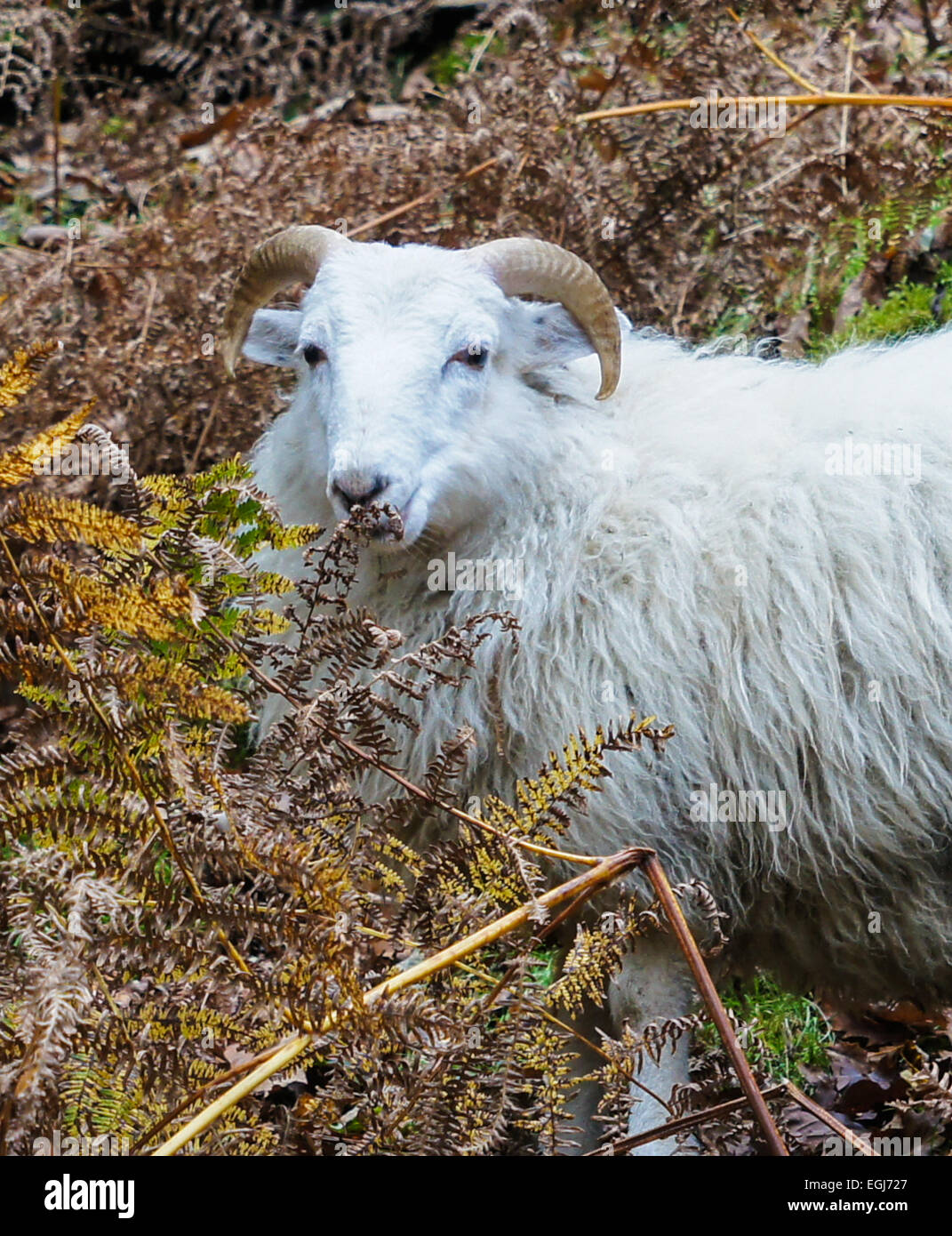 Young Ram (Ovis Aries) mit kleinen Hörnern Stockfoto